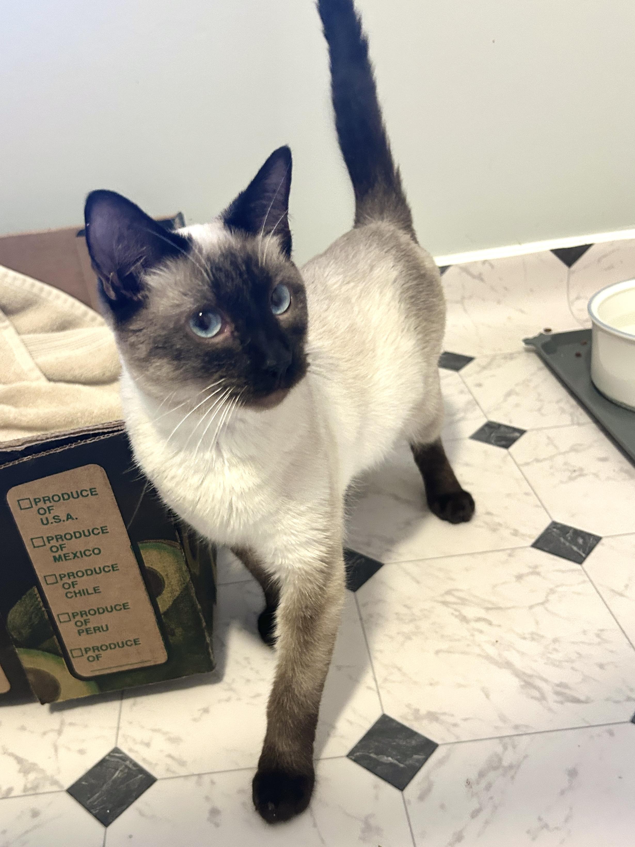 Enlarge Aveline, an adopted Siamese in Lancaster, PA image 4/4