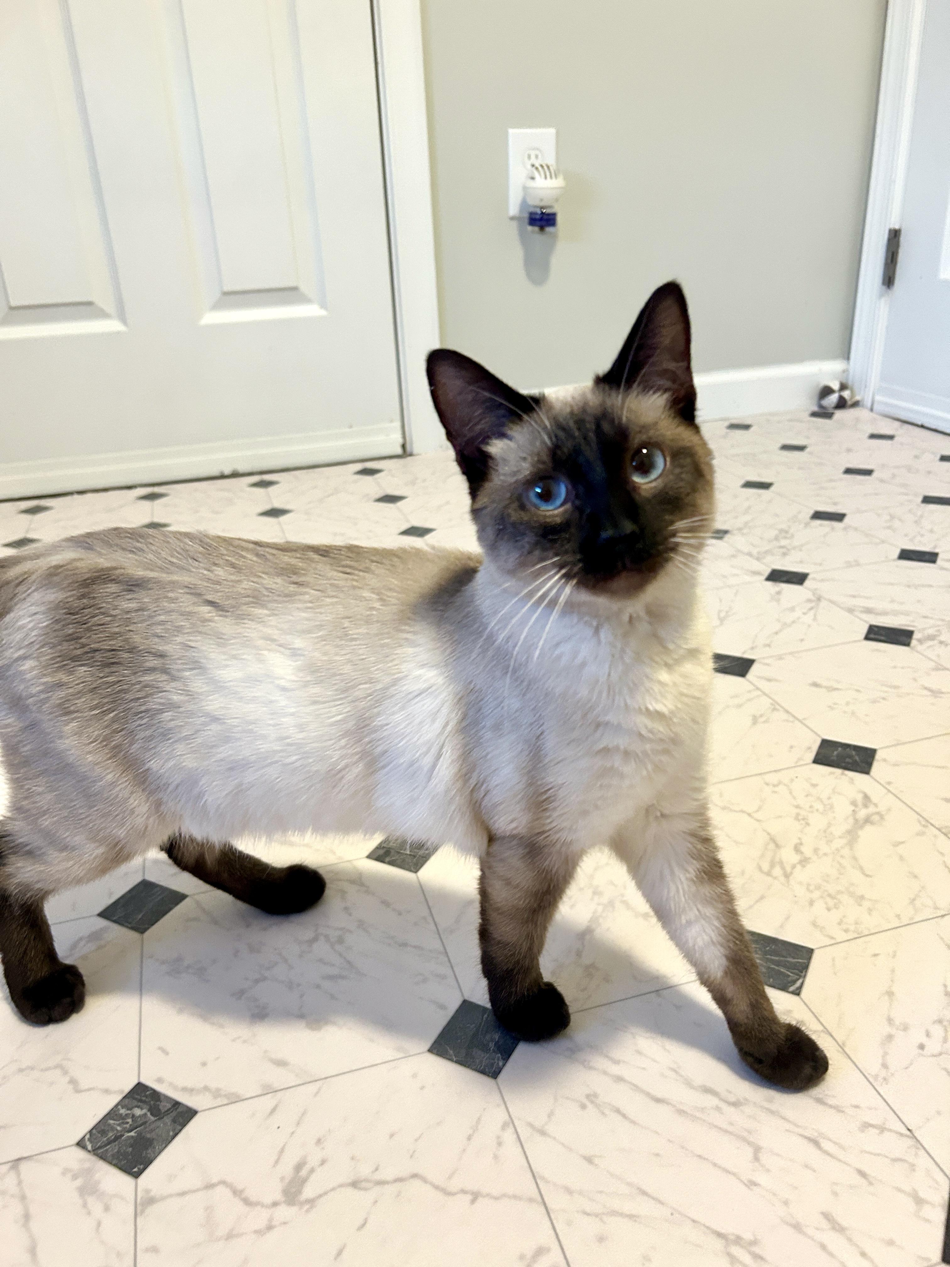 Aveline, adopted, Young Female Siamese.
