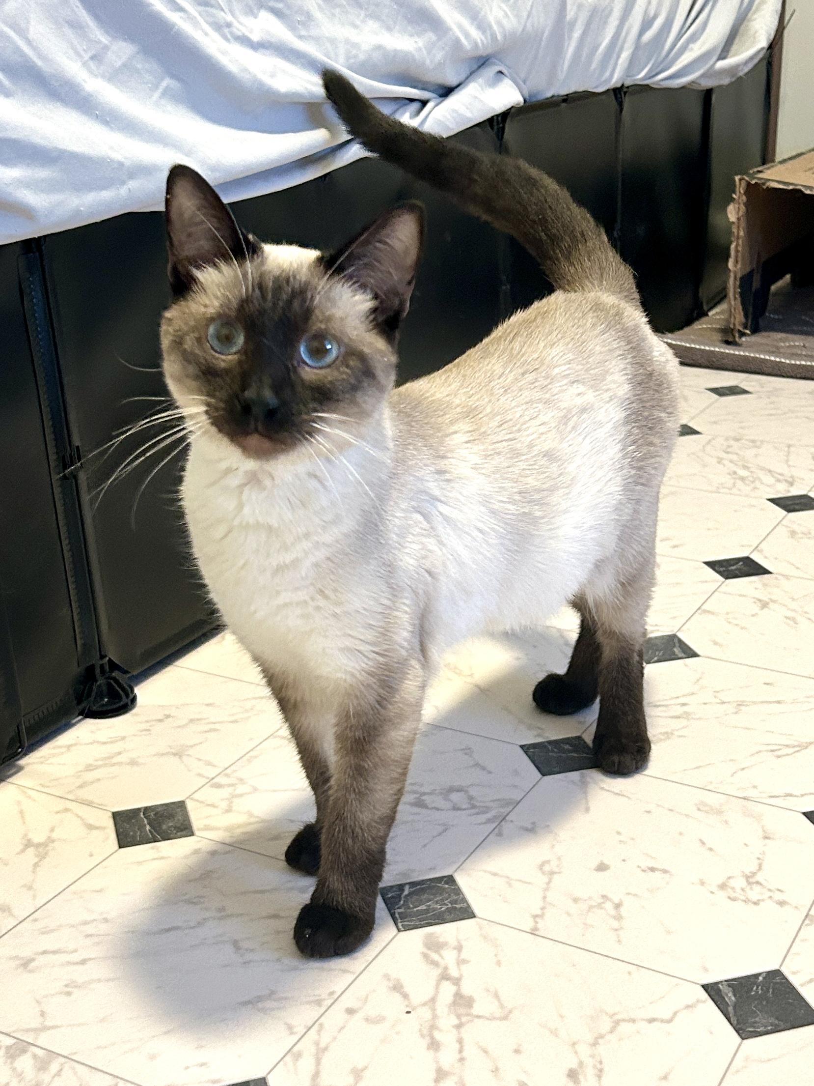 Enlarge Aveline, an adopted Siamese in Lancaster, PA image 3/4