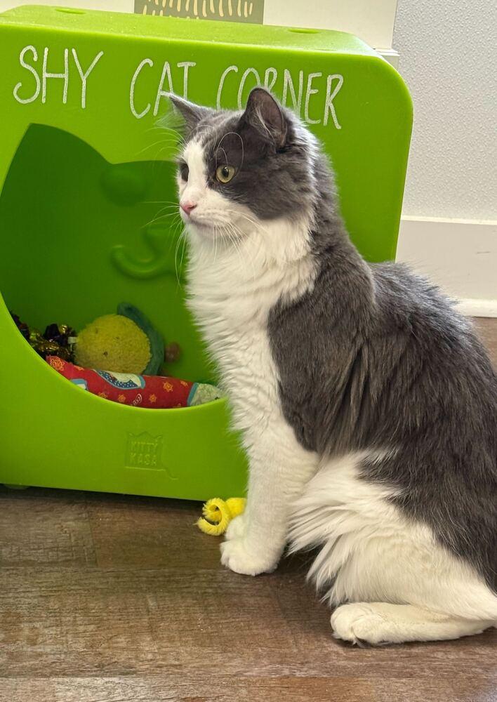 Luke, Adoptable, Kitten Male Domestic Medium Hair.