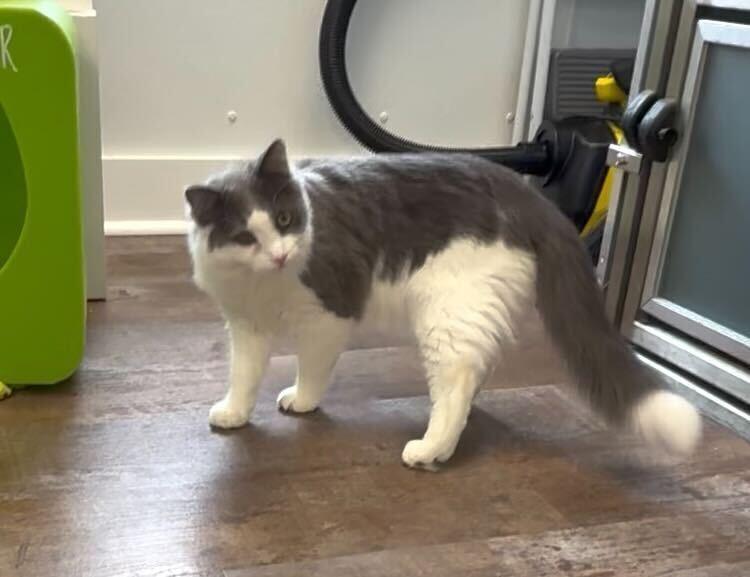 Enlarge Luke, a Adoptable mixed breed in Milltown, NJ image 2/3