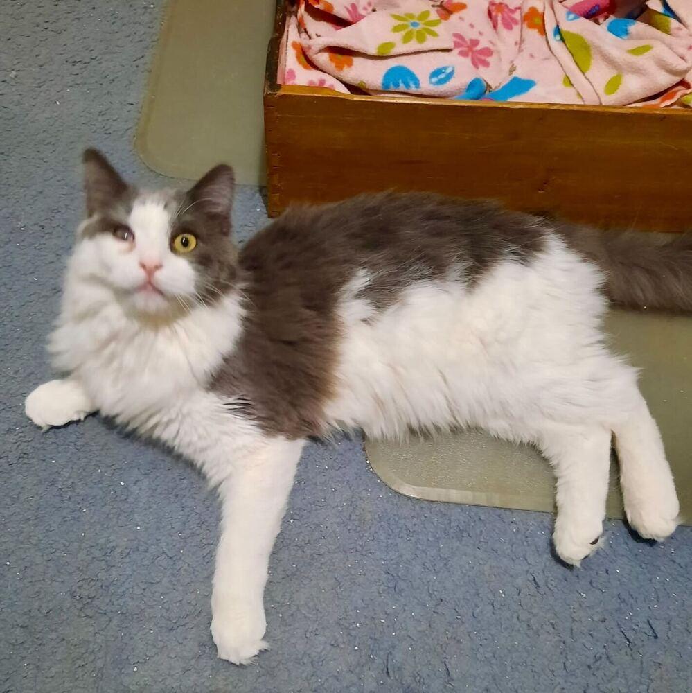 Enlarge Luke, a Adoptable mixed breed in Milltown, NJ image 3/3