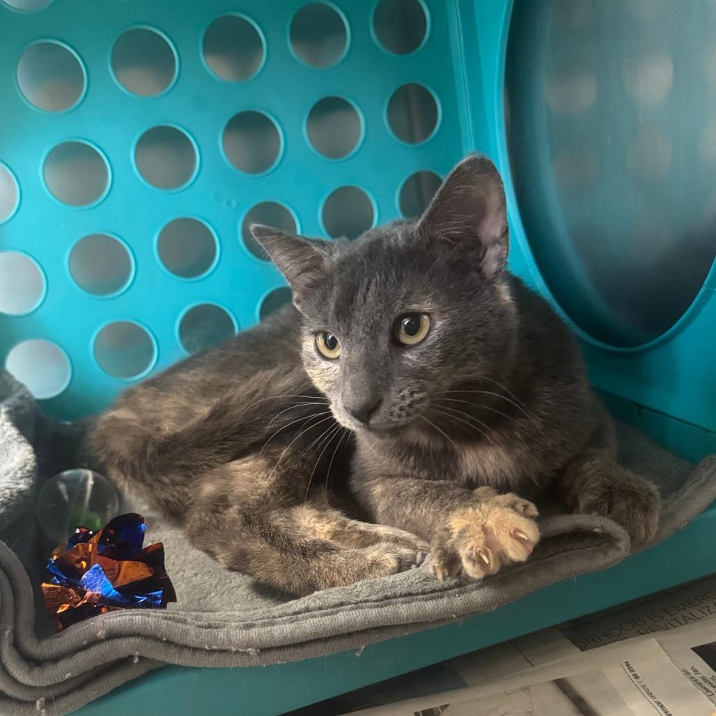 Enlarge Penny , a ADOPTABLE Domestic Short Hair in Kansas City, KS image 1/2