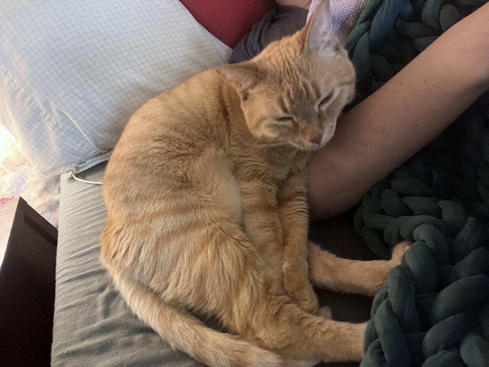 Brutus, Adoptable, Adult Male Domestic Short Hair.
