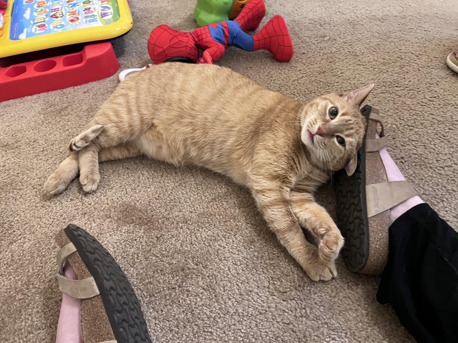 Enlarge Brutus, a Adoptable Domestic Short Hair in Oxford, MS image 2/3