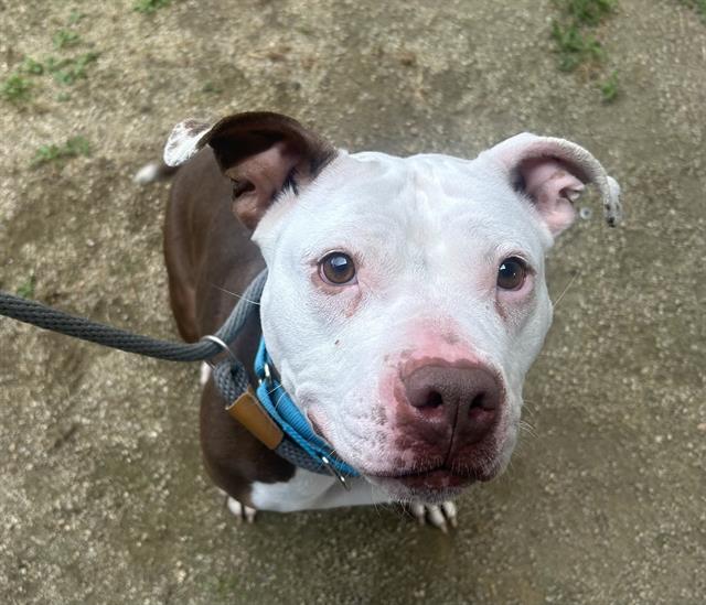 GABBY, Adoptable, Adult Female Pit Bull Terrier.