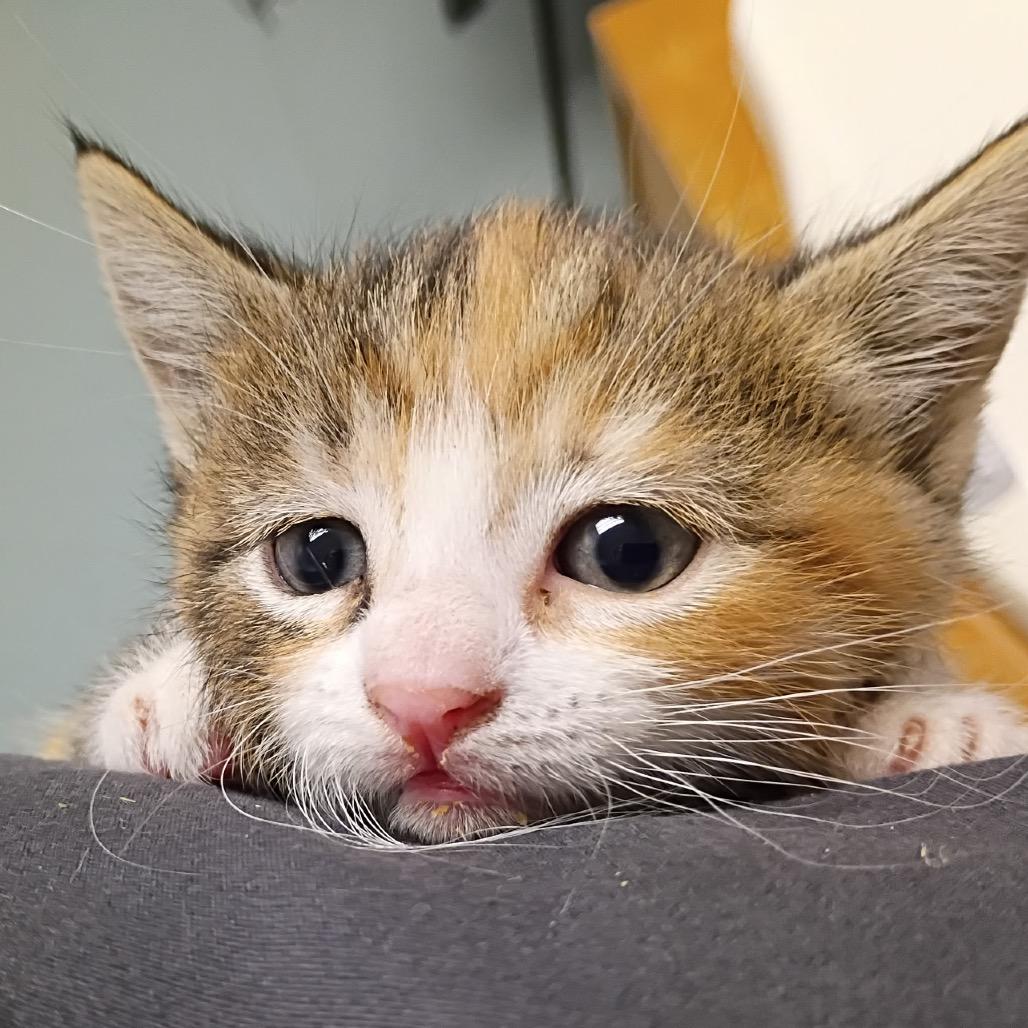 Poppy (Bonded), Adoptable, Kitten Female Domestic Short Hair.