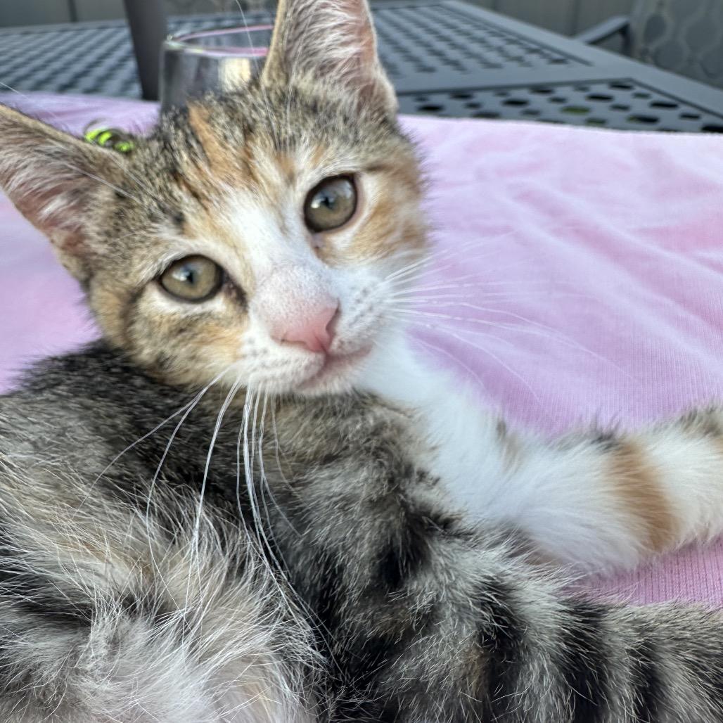 Enlarge Poppy (Bonded), a Adoptable Domestic Short Hair in Commerce City, CO image 2/6