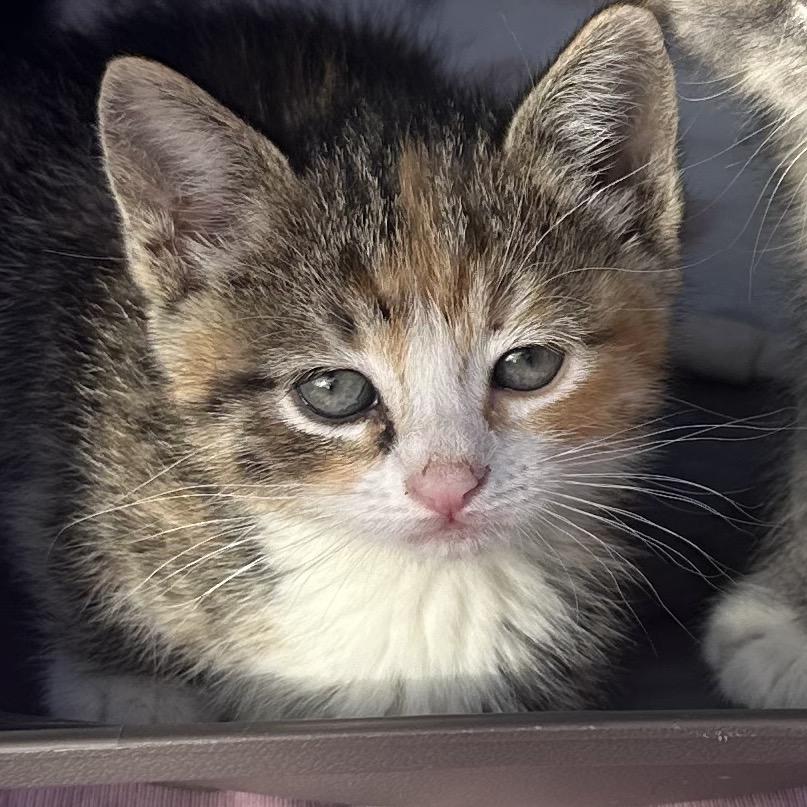 Enlarge Poppy (Bonded), a Adoptable Domestic Short Hair in Commerce City, CO image 3/6