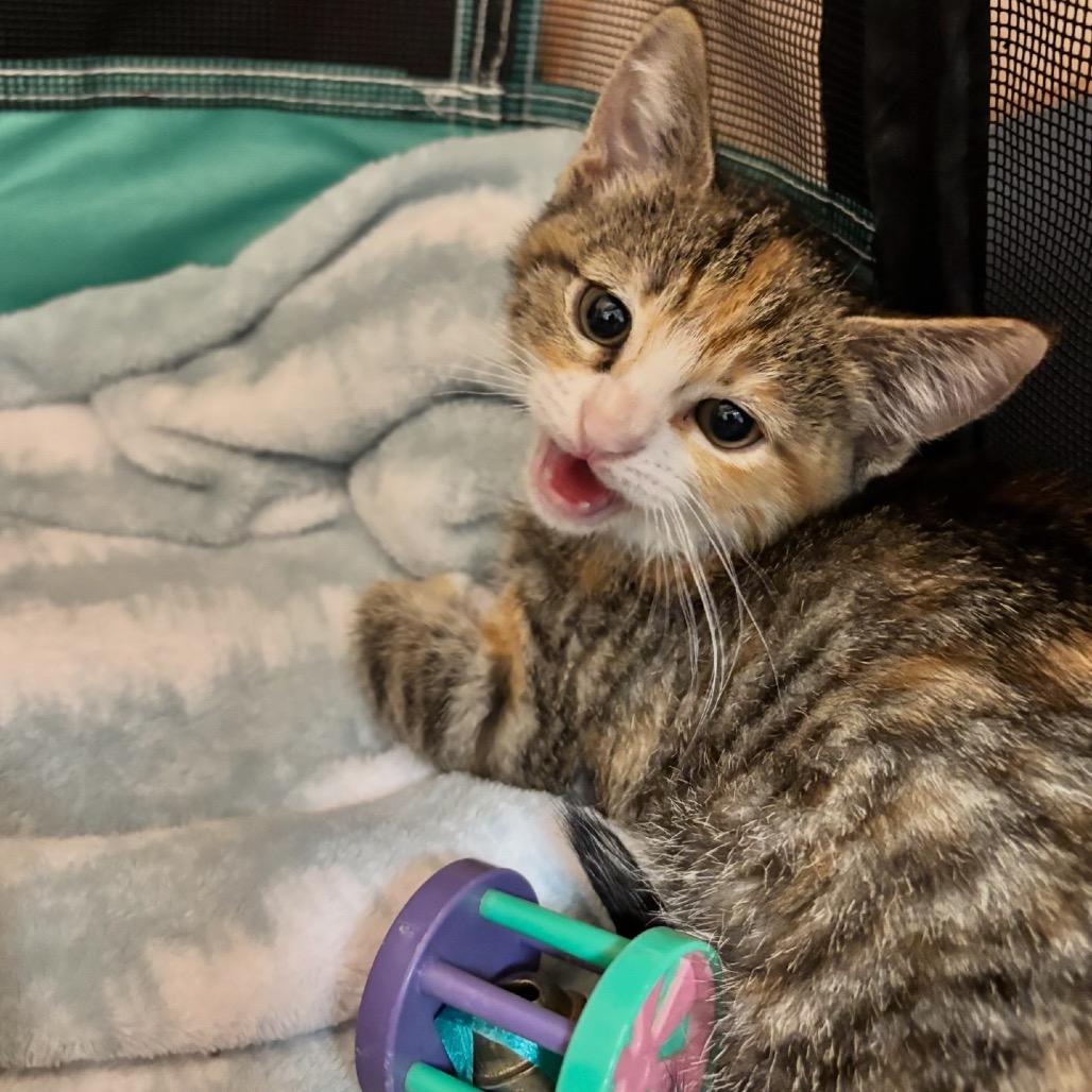 Enlarge Poppy (Bonded), a Adoptable Domestic Short Hair in Commerce City, CO image 5/6