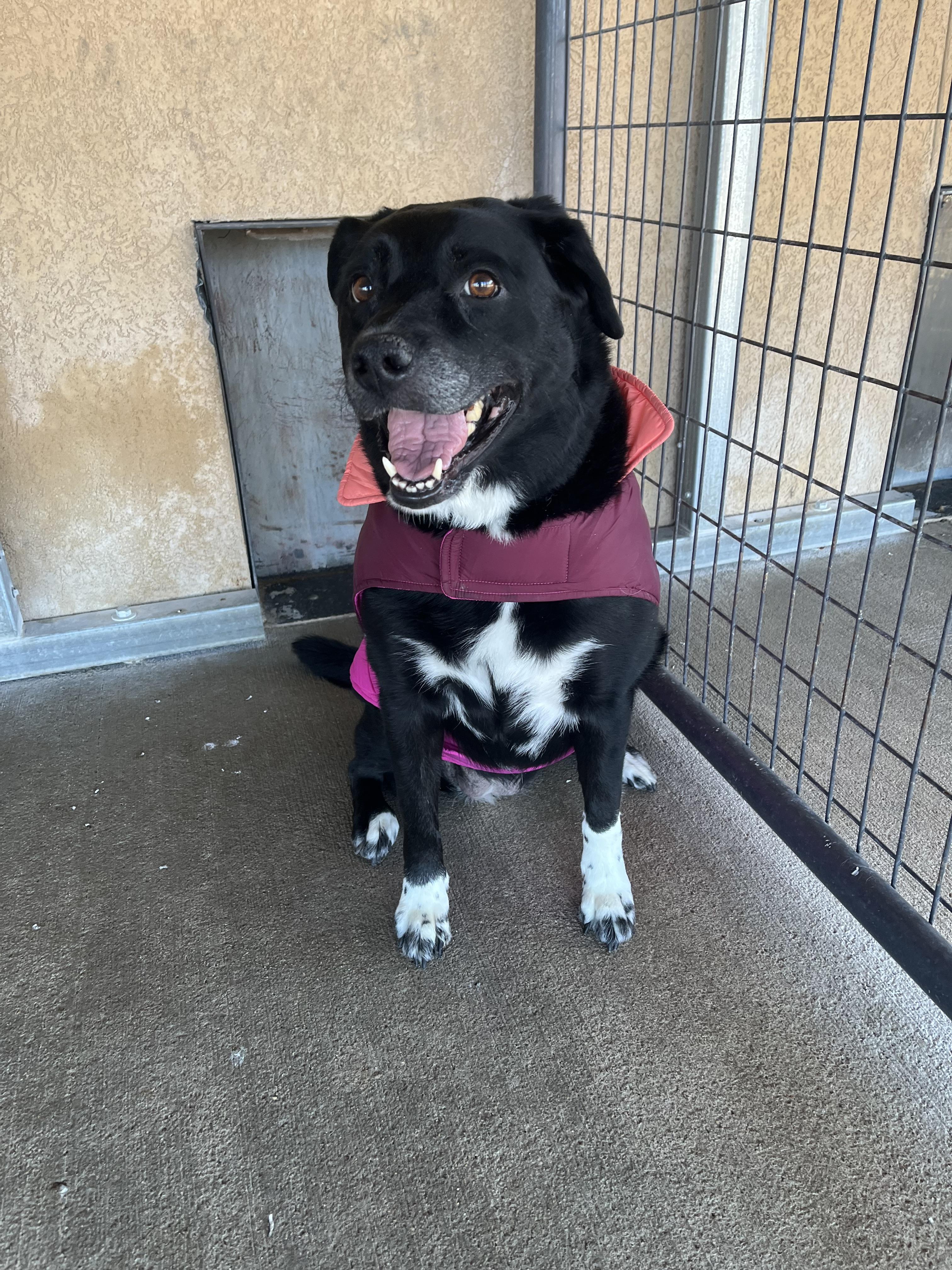 Harlie, ADOPTABLE, Senior Female Border Collie & Black Labrador Retriever.