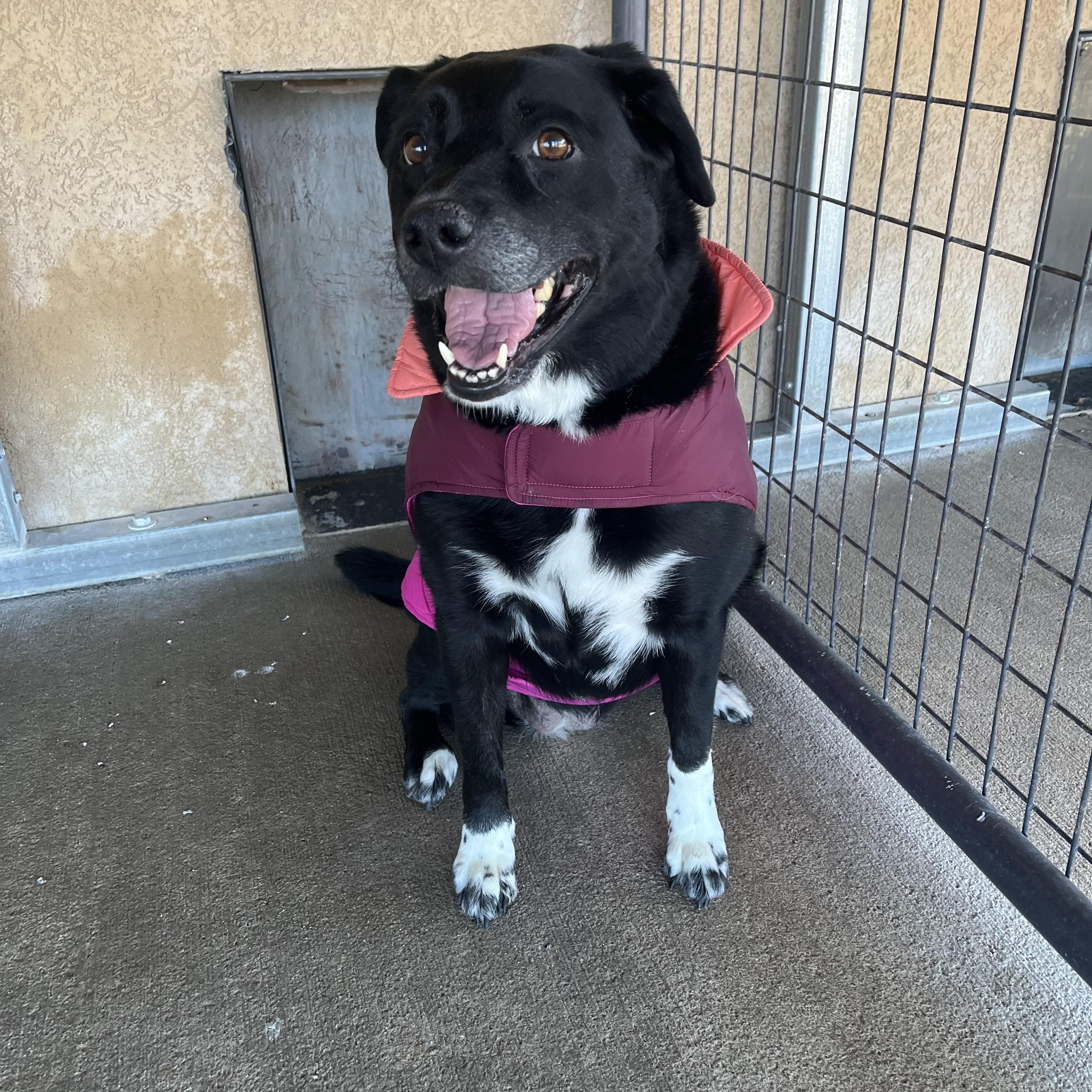 Enlarge Harlie, a ADOPTABLE mixed breed in Cedar City, UT image 1/2