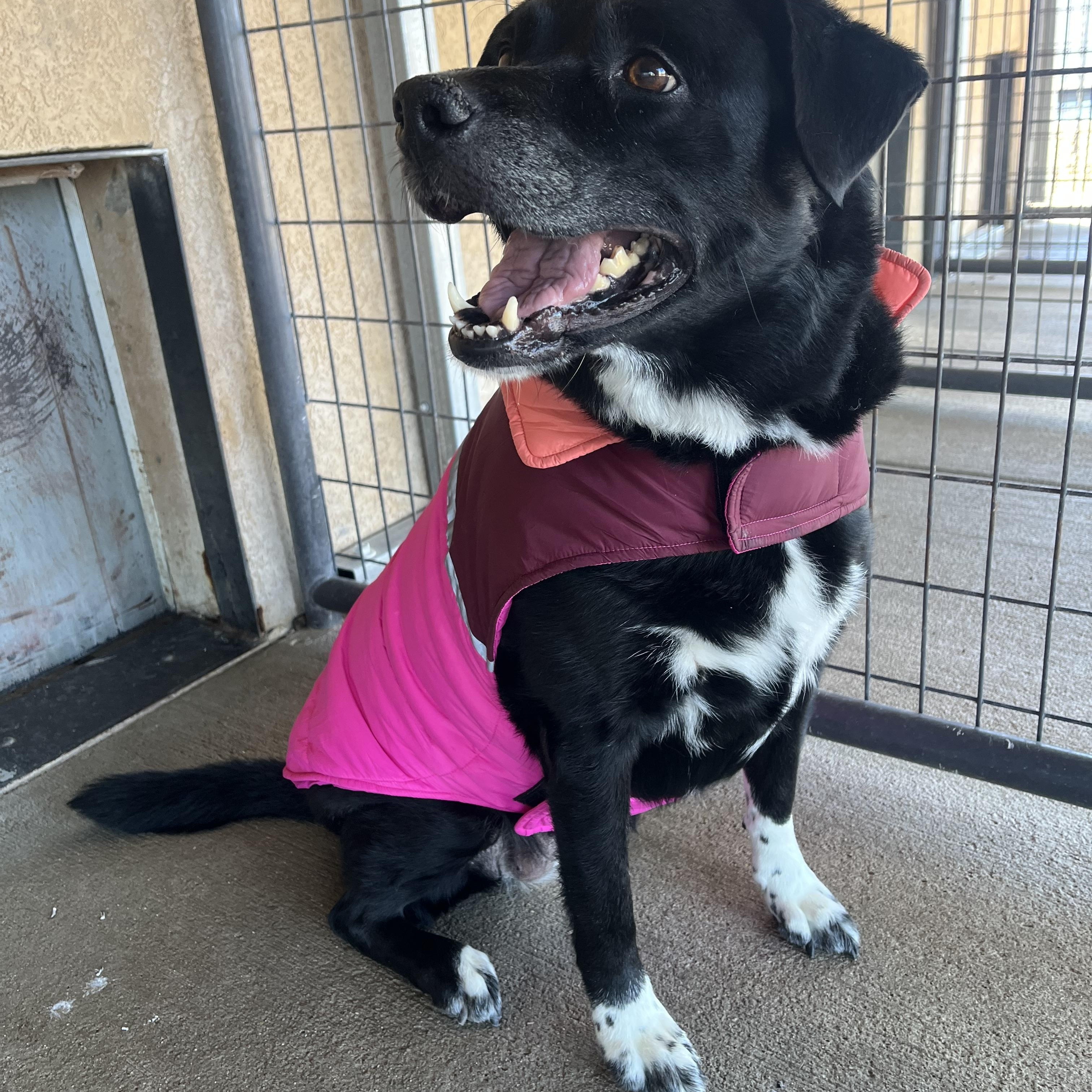 Enlarge Harlie, a ADOPTABLE mixed breed in Cedar City, UT image 2/2