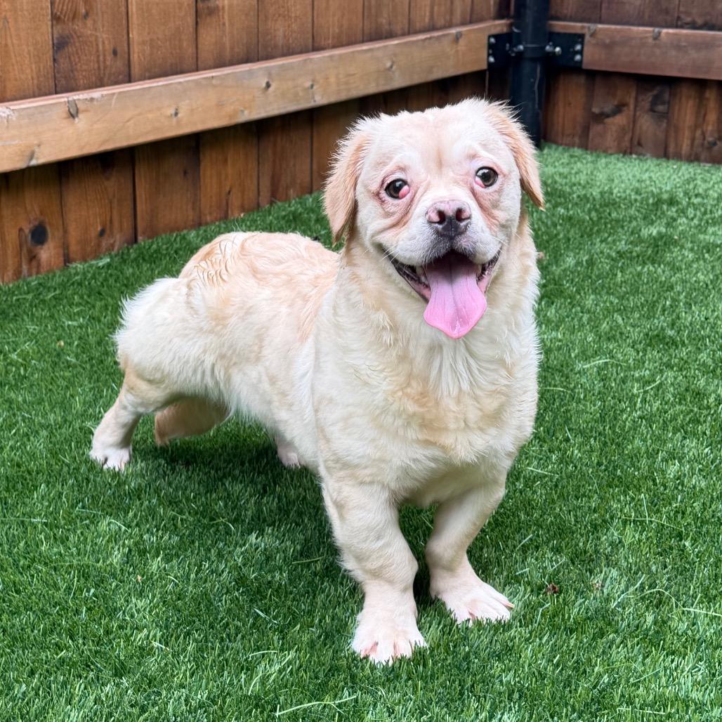 Squishy Fish, Adoptable, Young Female Mixed Breed.