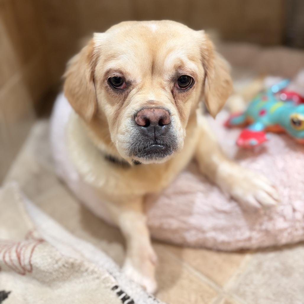 Enlarge Squishy Fish, a Adoptable Mixed Breed in Naperville, IL image 2/6