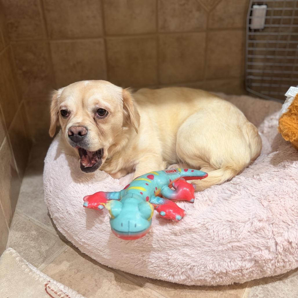 Enlarge Squishy Fish, a Adoptable Mixed Breed in Naperville, IL image 4/6