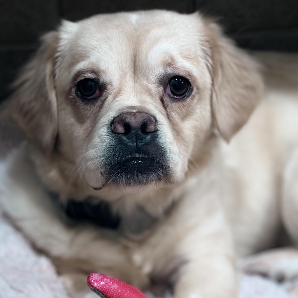 Enlarge Squishy Fish, a Adoptable Mixed Breed in Naperville, IL image 6/6