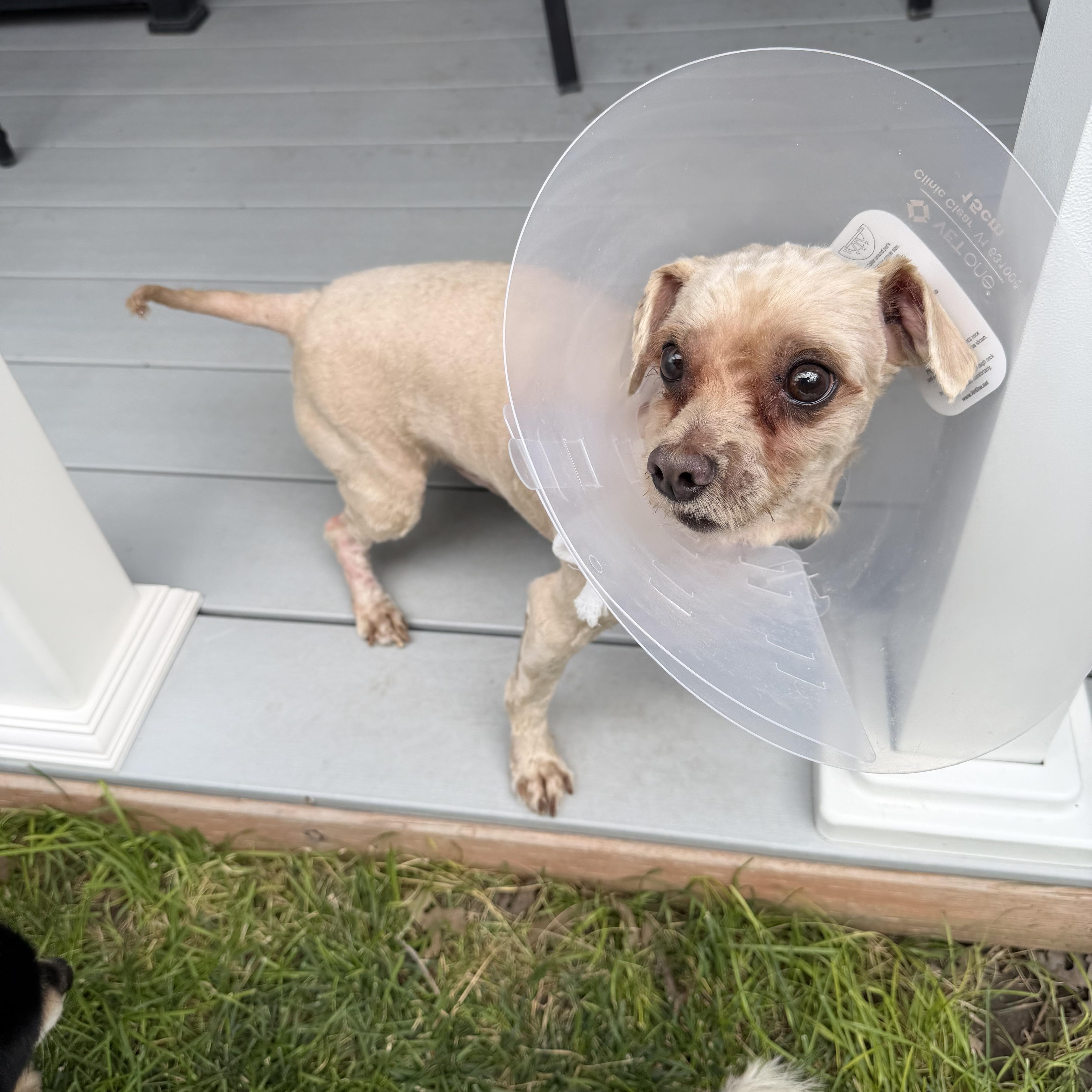 Enlarge Shaggy, a Adoptable Shih Tzu in Salt Lake City, UT image 4/5