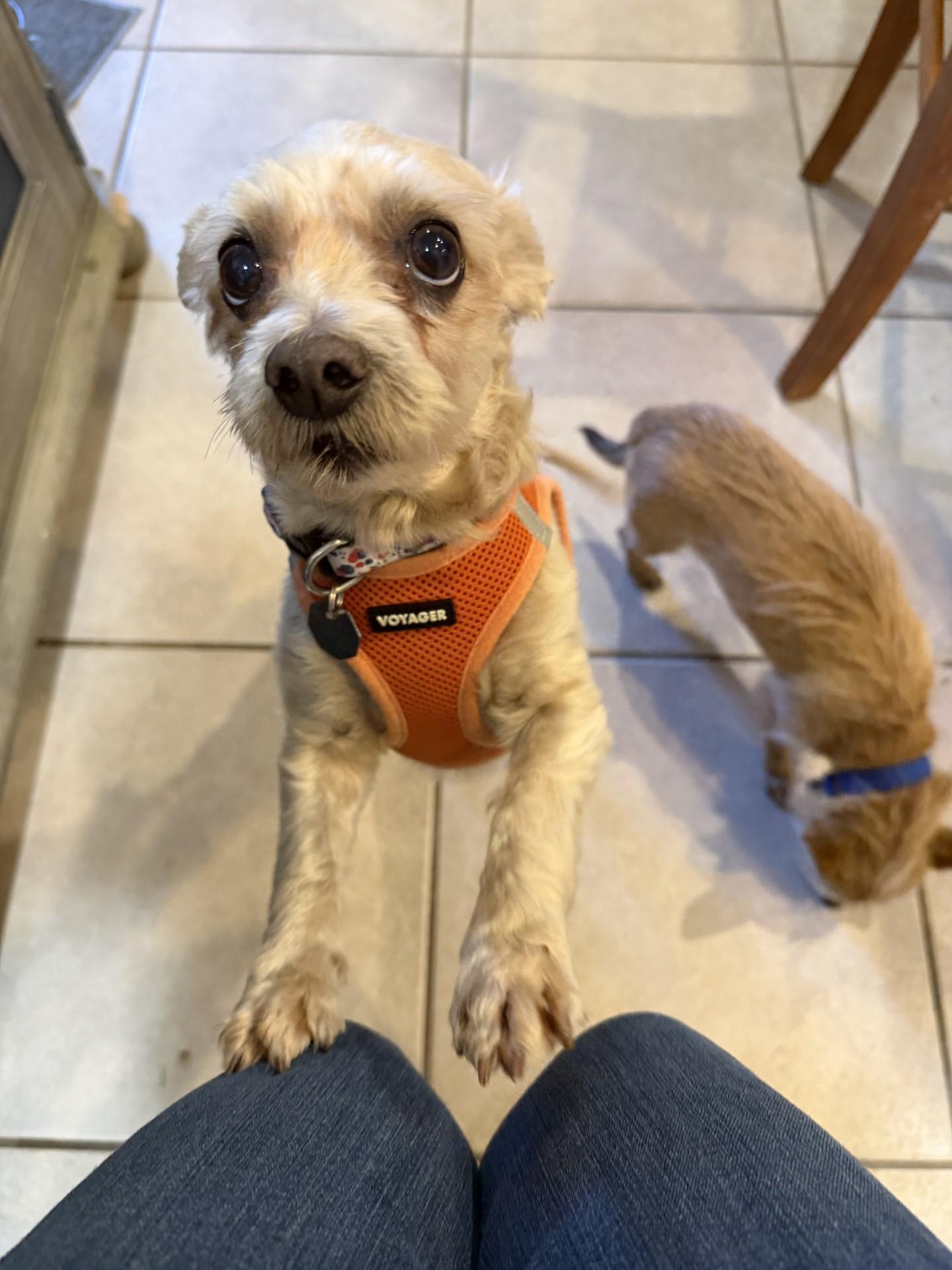 Enlarge Shaggy, a Adopted Shih Tzu in Salt Lake City, UT image 6/6