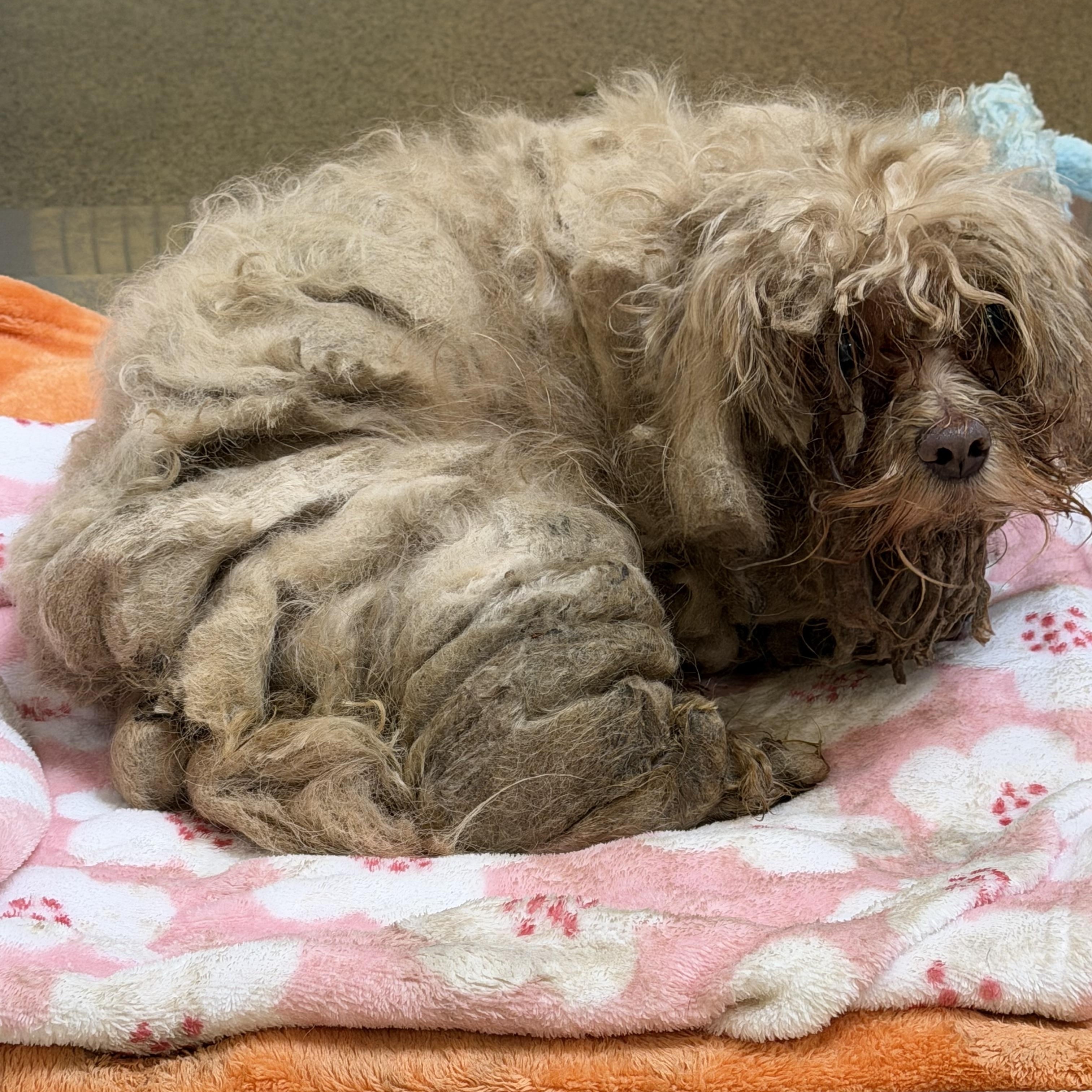 Enlarge Shaggy, a Adoptable Shih Tzu in Salt Lake City, UT image 3/5