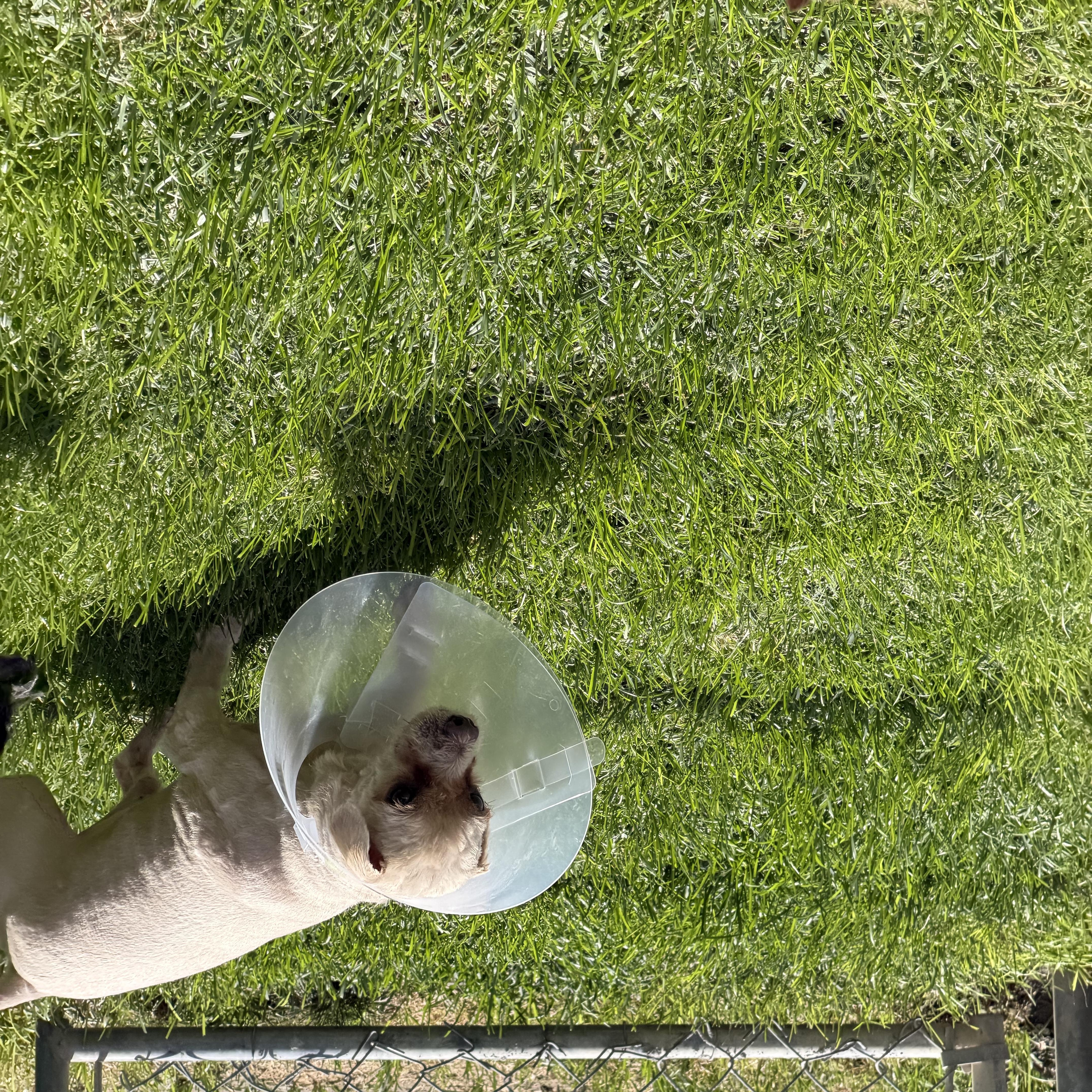 Enlarge Shaggy, a Adoptable Shih Tzu in Salt Lake City, UT image 5/5