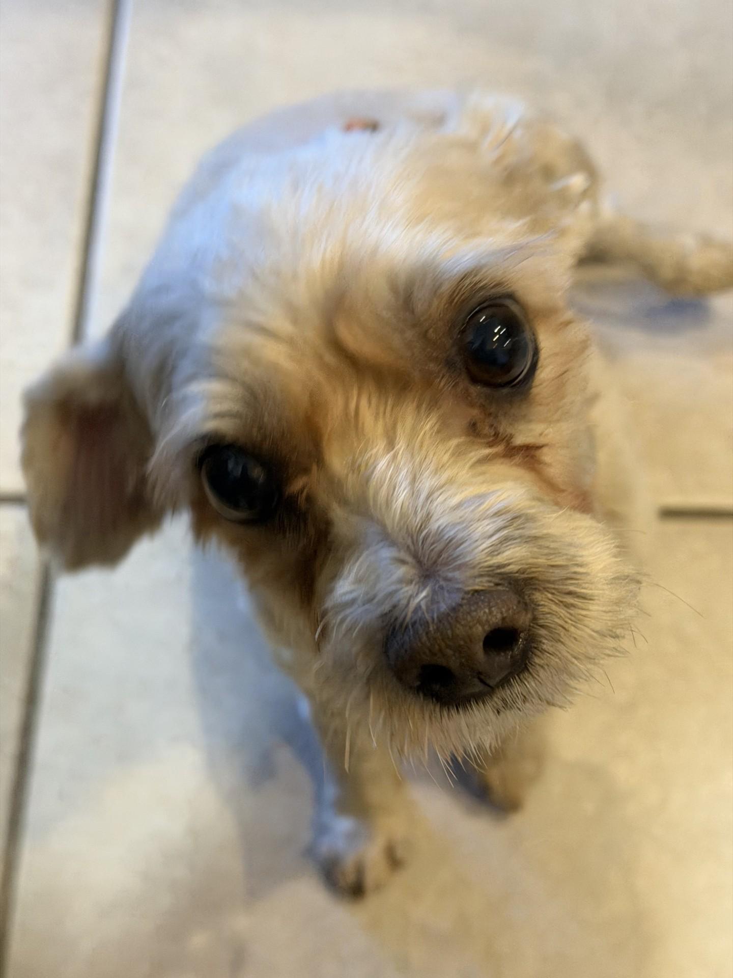 Enlarge Shaggy, a Adopted Shih Tzu in Salt Lake City, UT image 2/6