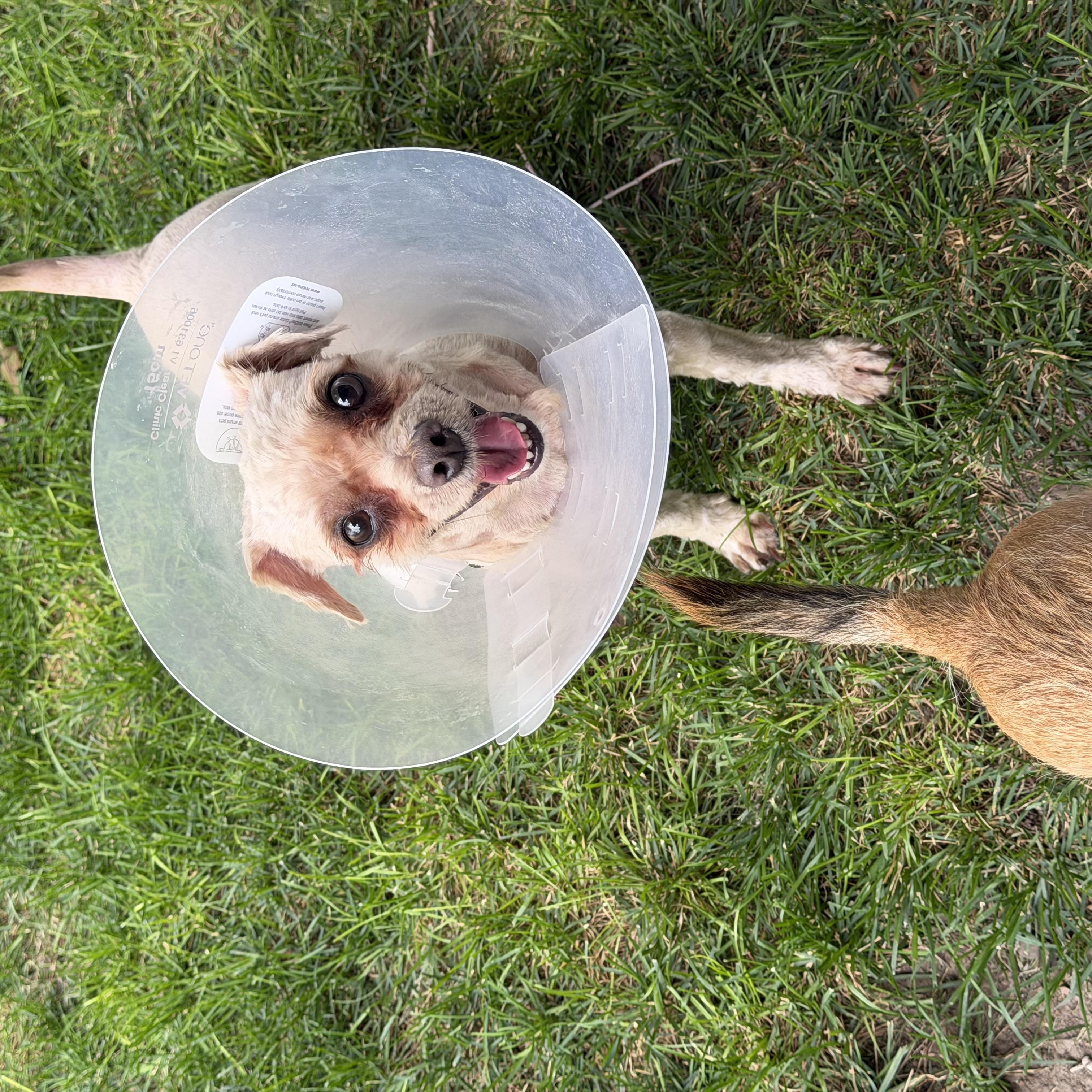 Enlarge Shaggy, a Adoptable Shih Tzu in Salt Lake City, UT image 2/5