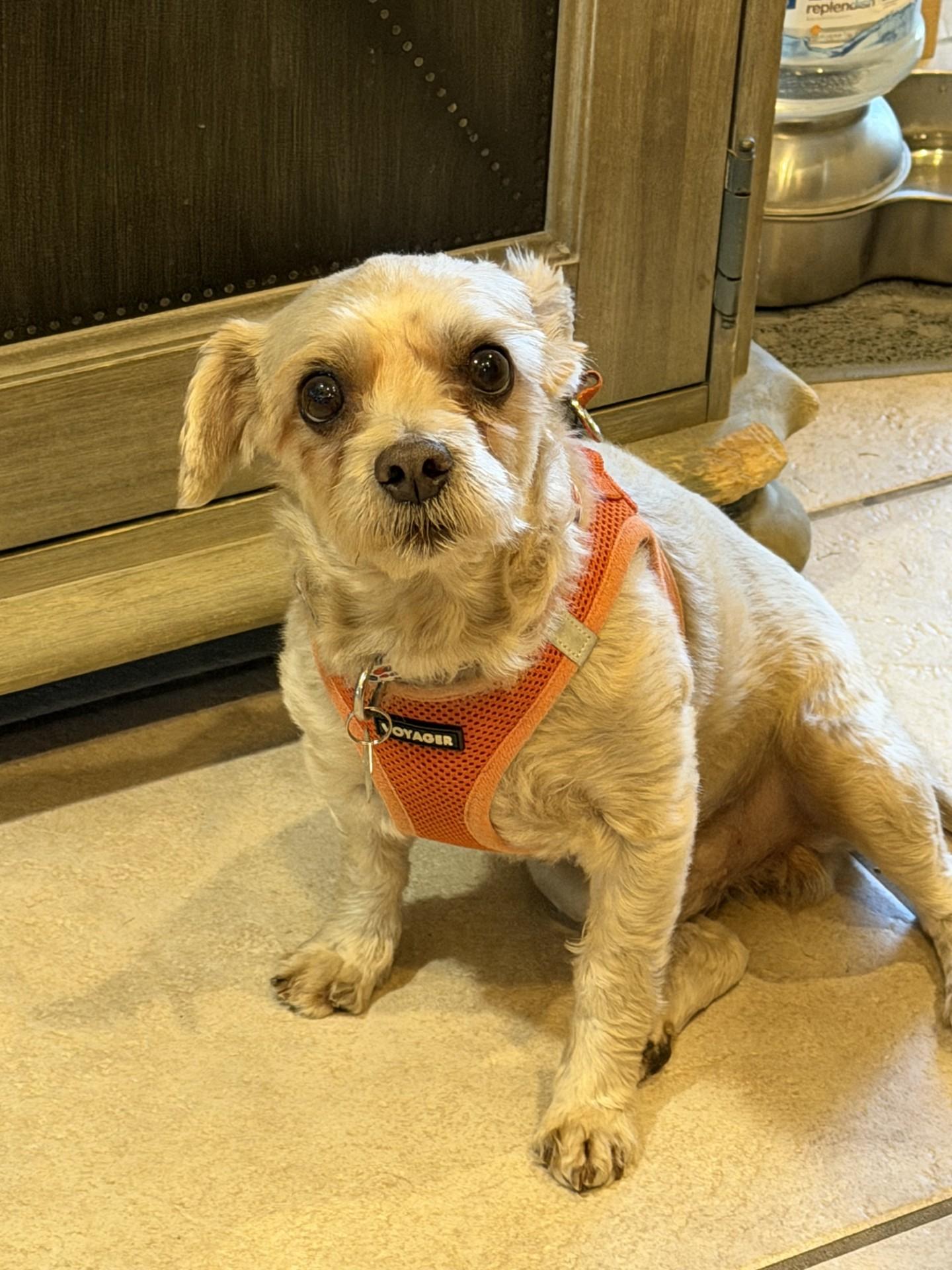 Enlarge Shaggy, a Adopted Shih Tzu in Salt Lake City, UT image 3/6