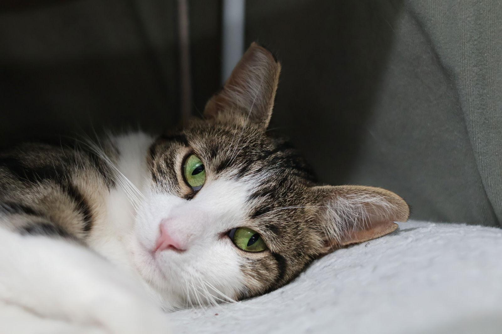 Enlarge Mimzy, a Adoptable Domestic Short Hair in San Jose, CA image 1/6