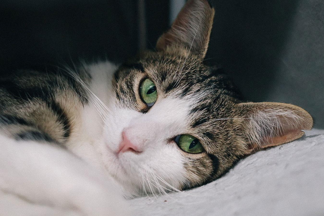 Mimzy, Adoptable, Adult Female Domestic Short Hair.