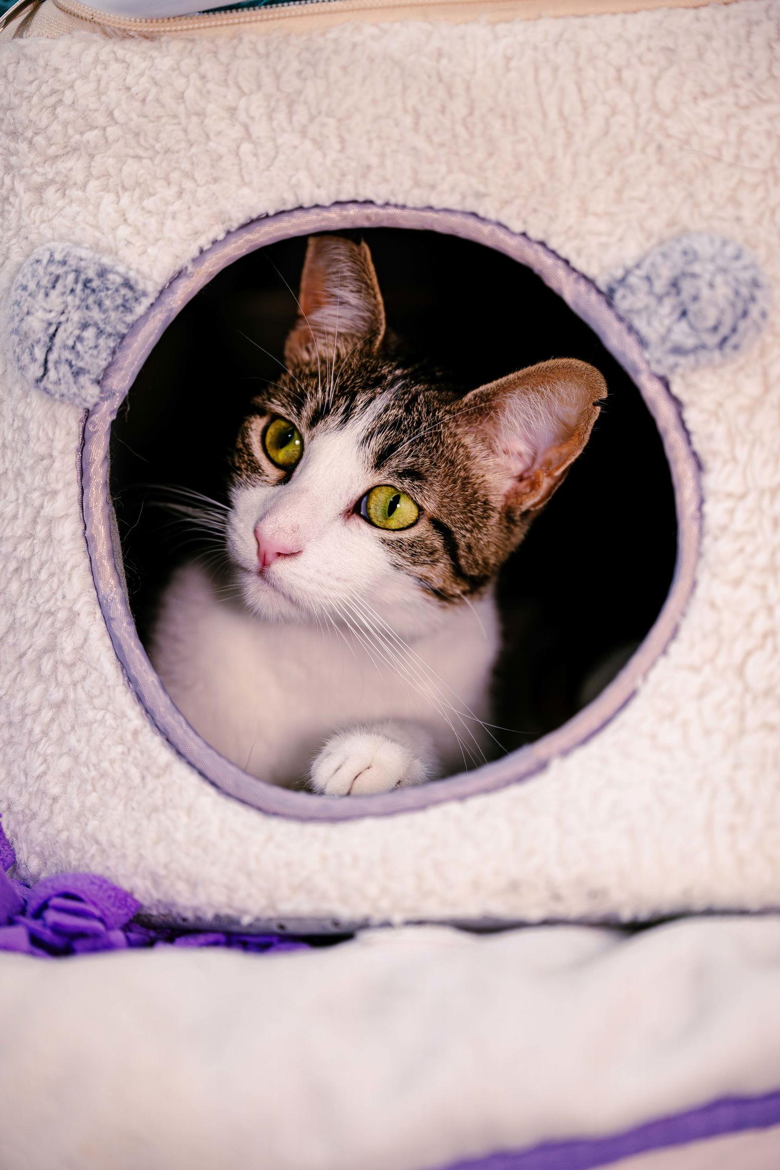 Enlarge Mimzy, a Adoptable Domestic Short Hair in San Jose, CA image 3/6