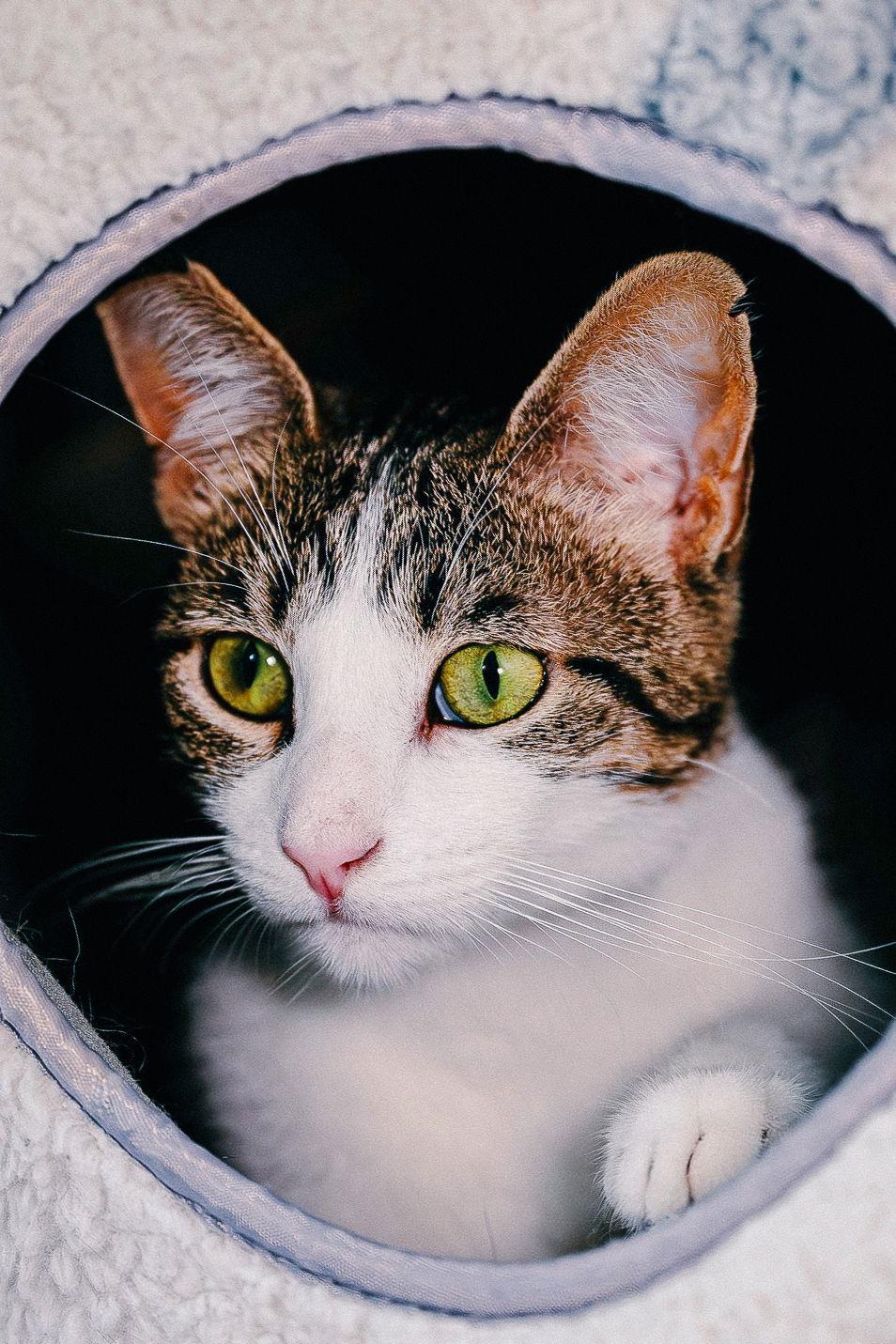 Enlarge Mimzy, a Adoptable Domestic Short Hair in San Jose, CA image 3/3