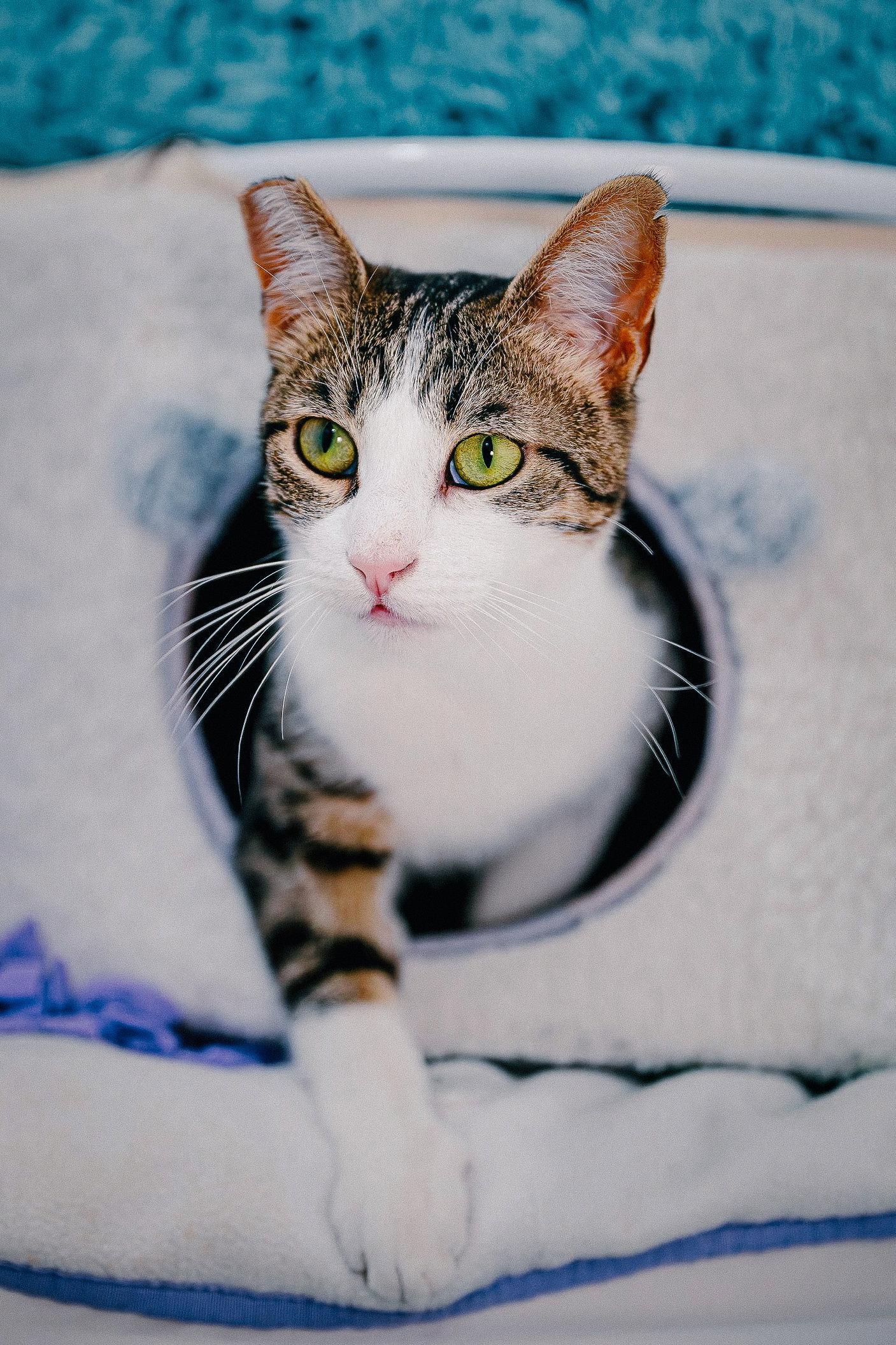 Enlarge Mimzy, a Adoptable Domestic Short Hair in San Jose, CA image 3/3