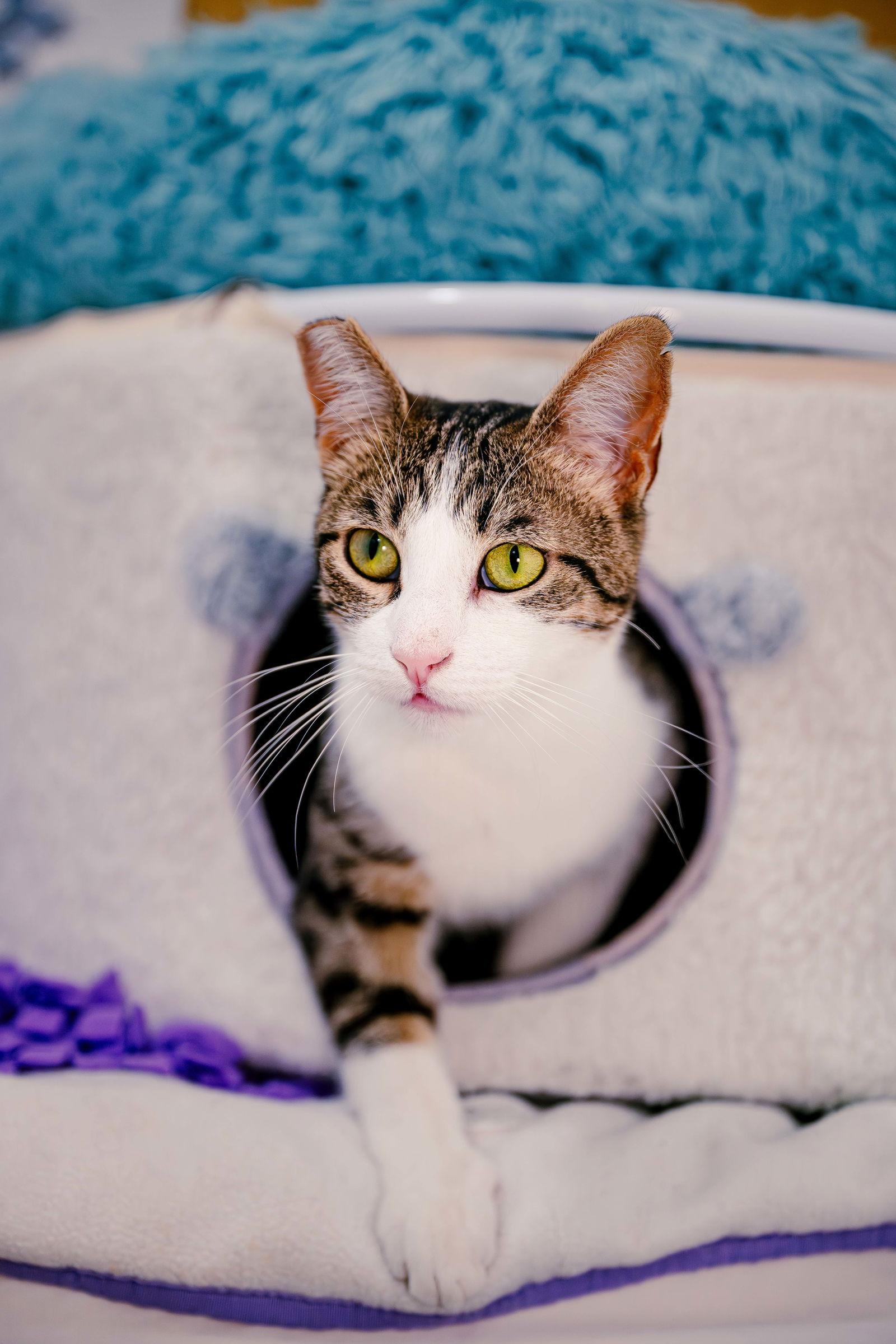 Enlarge Mimzy, a Adoptable Domestic Short Hair in San Jose, CA image 3/3