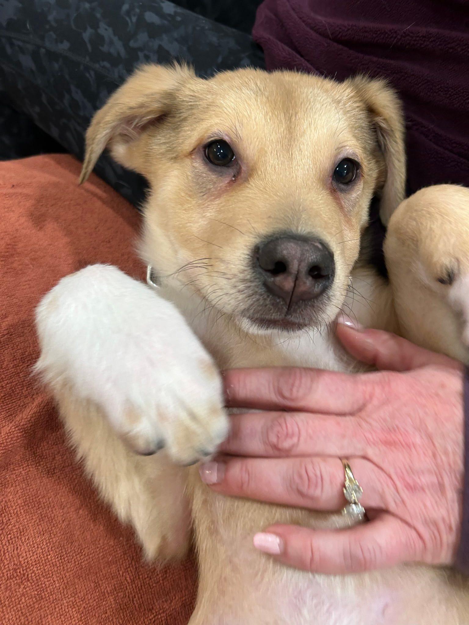 Enlarge Sky, an adopted mixed breed in Riverdale, NJ image 5/6