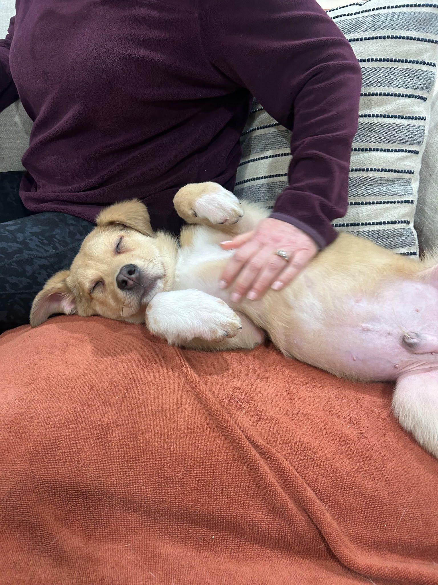 Enlarge Sky, an adopted mixed breed in Riverdale, NJ image 4/6