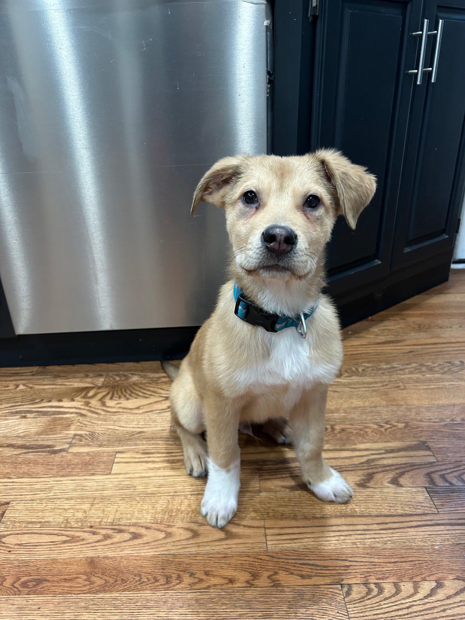 Sky, ADOPTABLE, Puppy Male Border Collie.