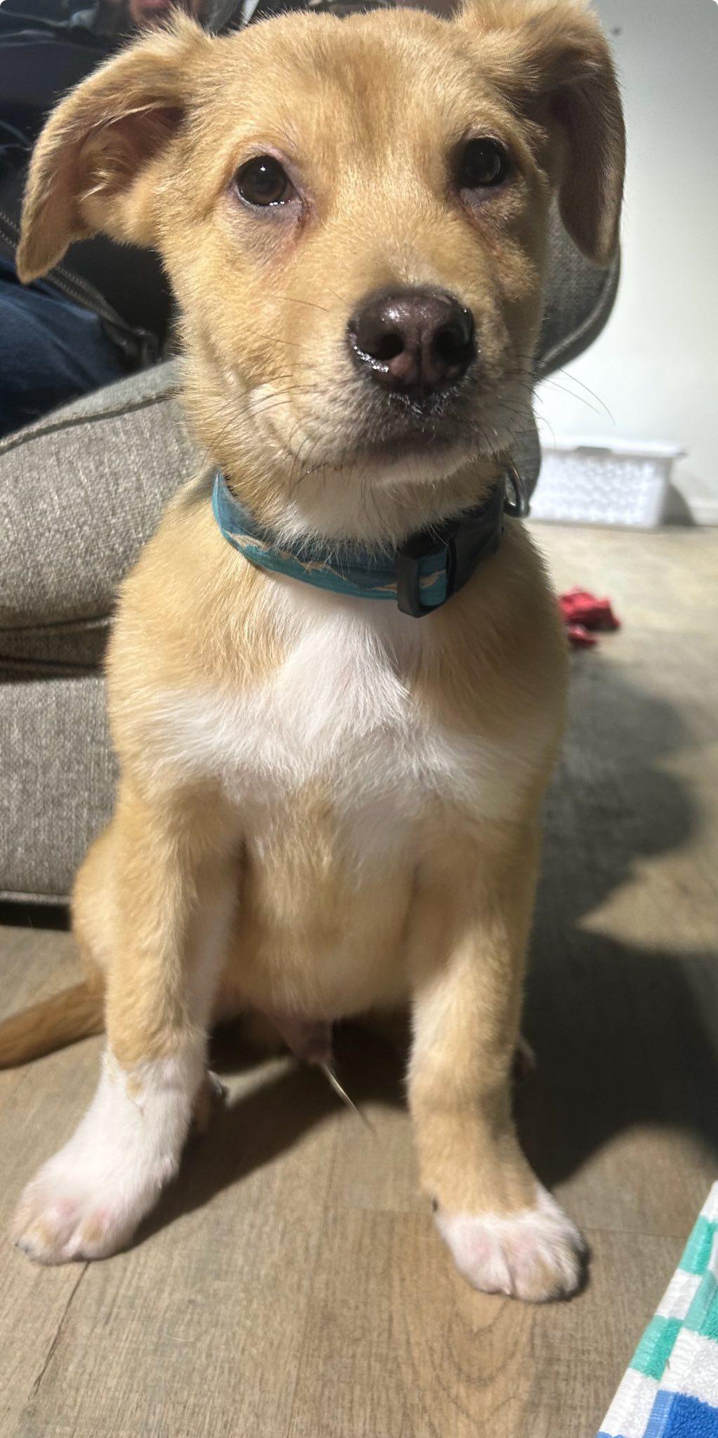 Enlarge Sky, an adopted mixed breed in Riverdale, NJ image 6/6