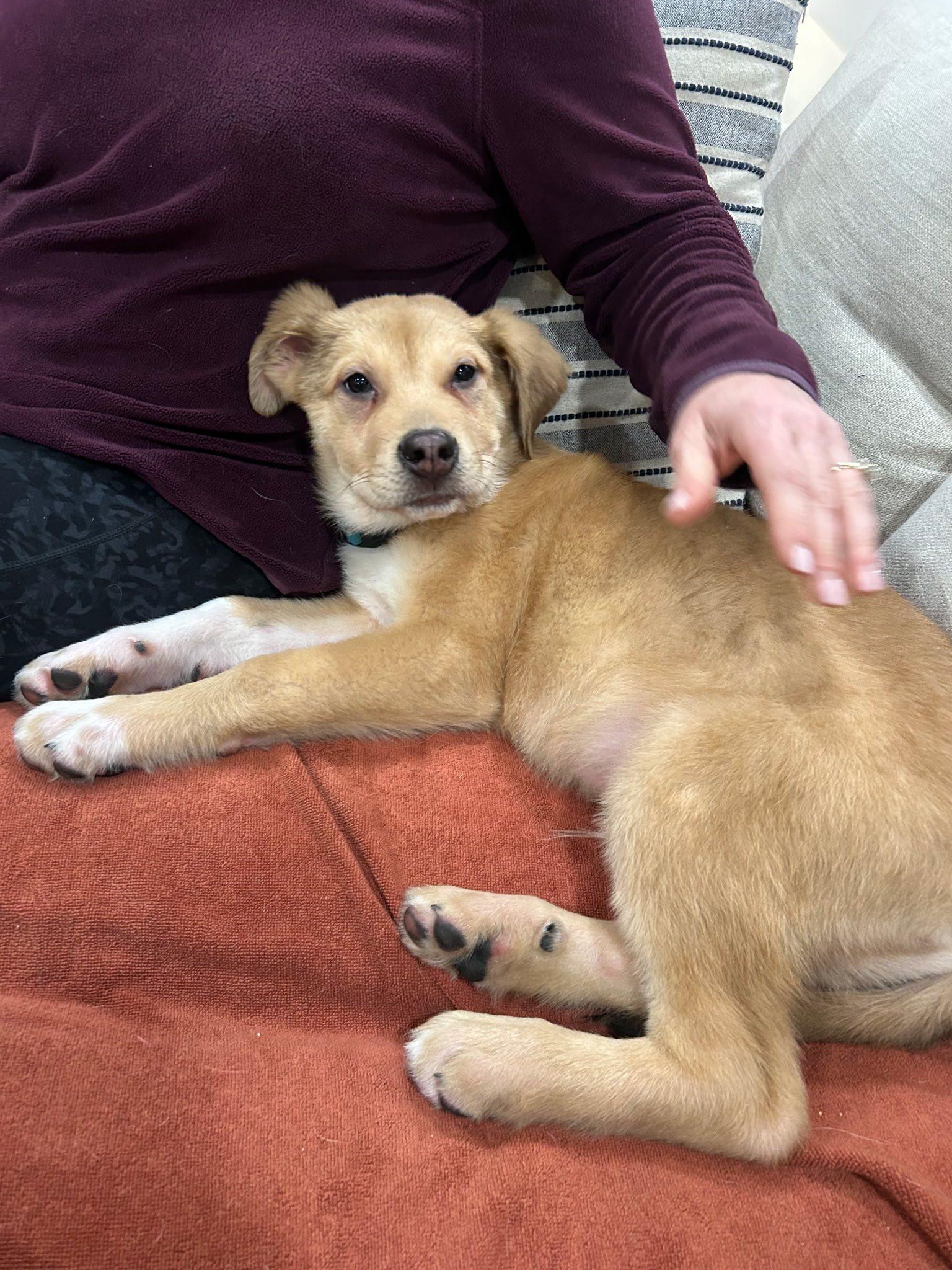 Enlarge Sky, an adopted mixed breed in Riverdale, NJ image 3/6