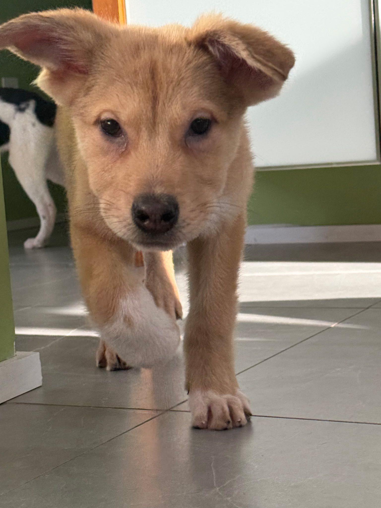 Enlarge Sky, an adopted mixed breed in Riverdale, NJ image 2/6