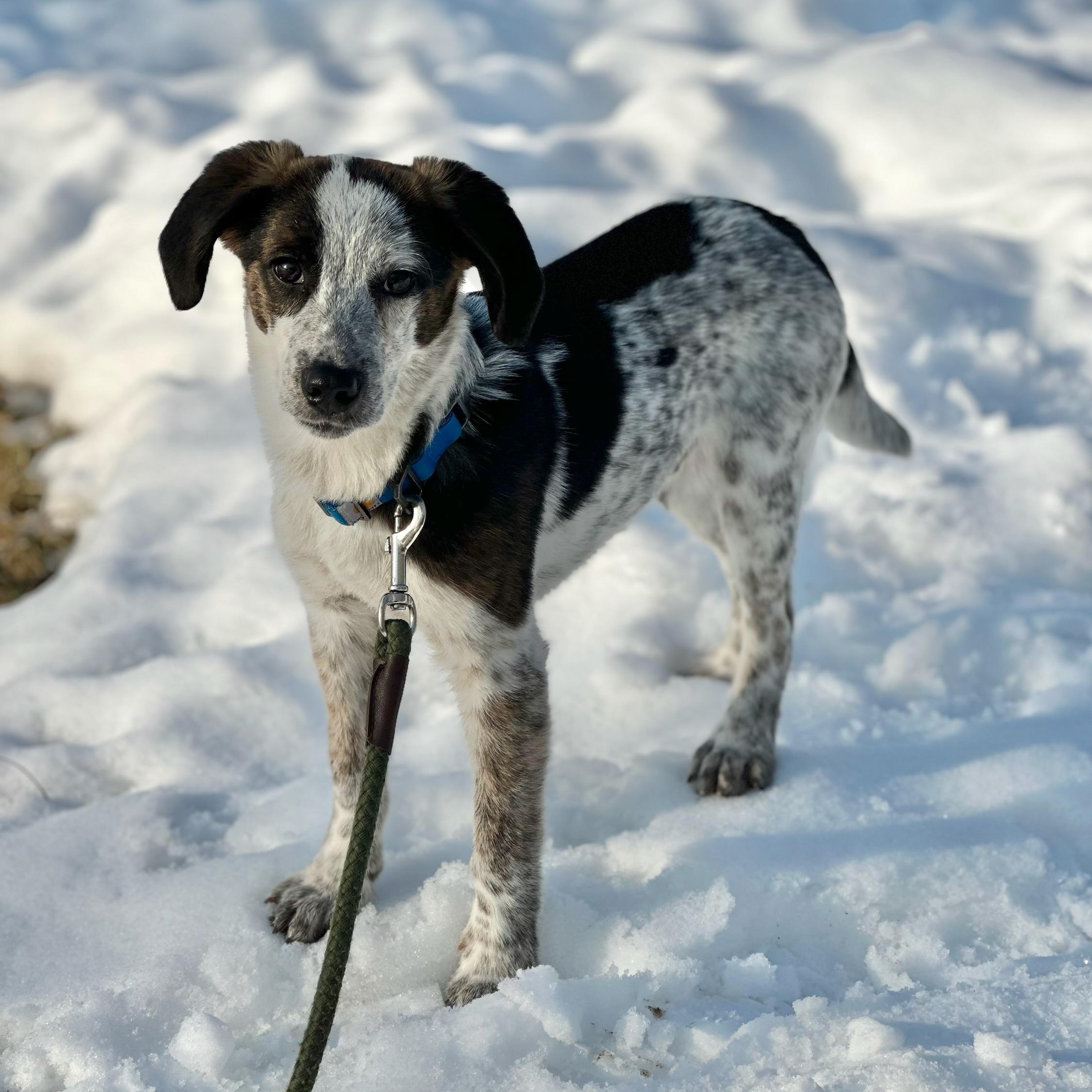 Enlarge Petrie, a Adoptable mixed breed in Blairstown, NJ image 5/6