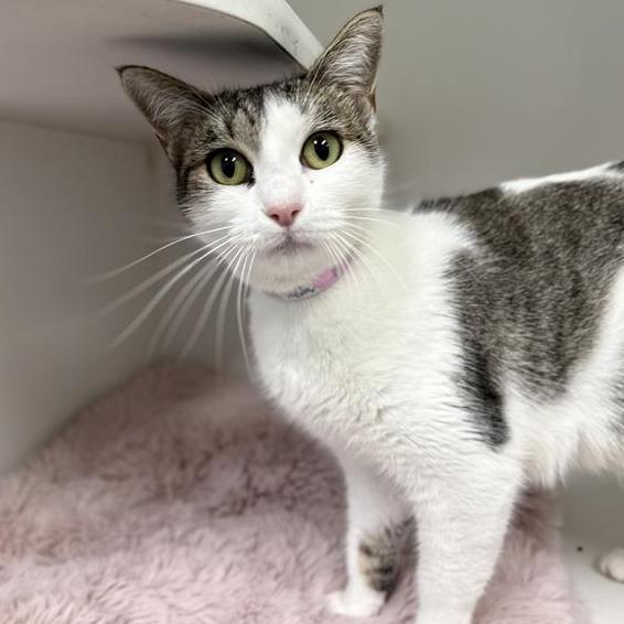 Monday, Adoptable, Adult Female Domestic Short Hair.