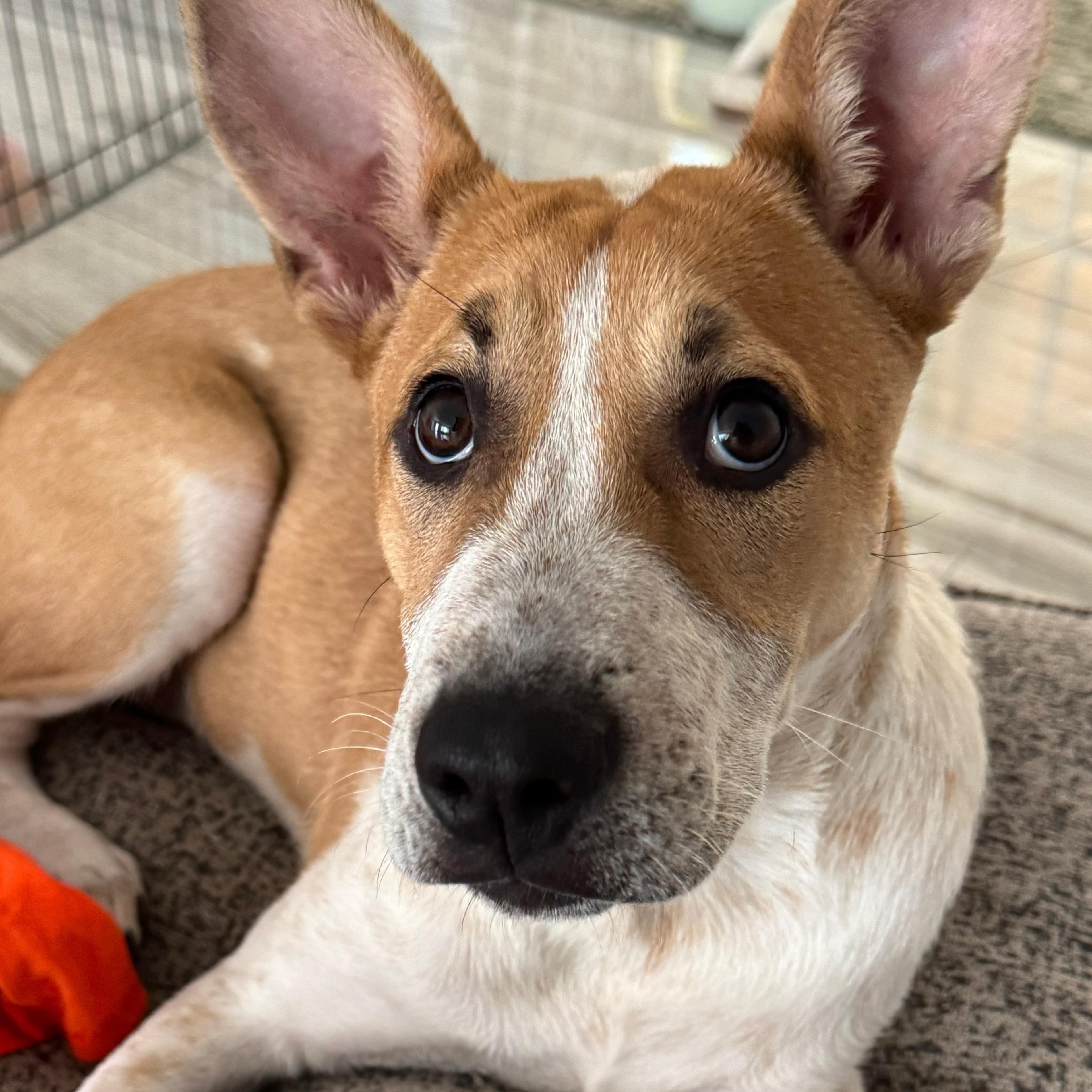Jasmine, ADOPTABLE, Puppy Female Catahoula Leopard Dog.