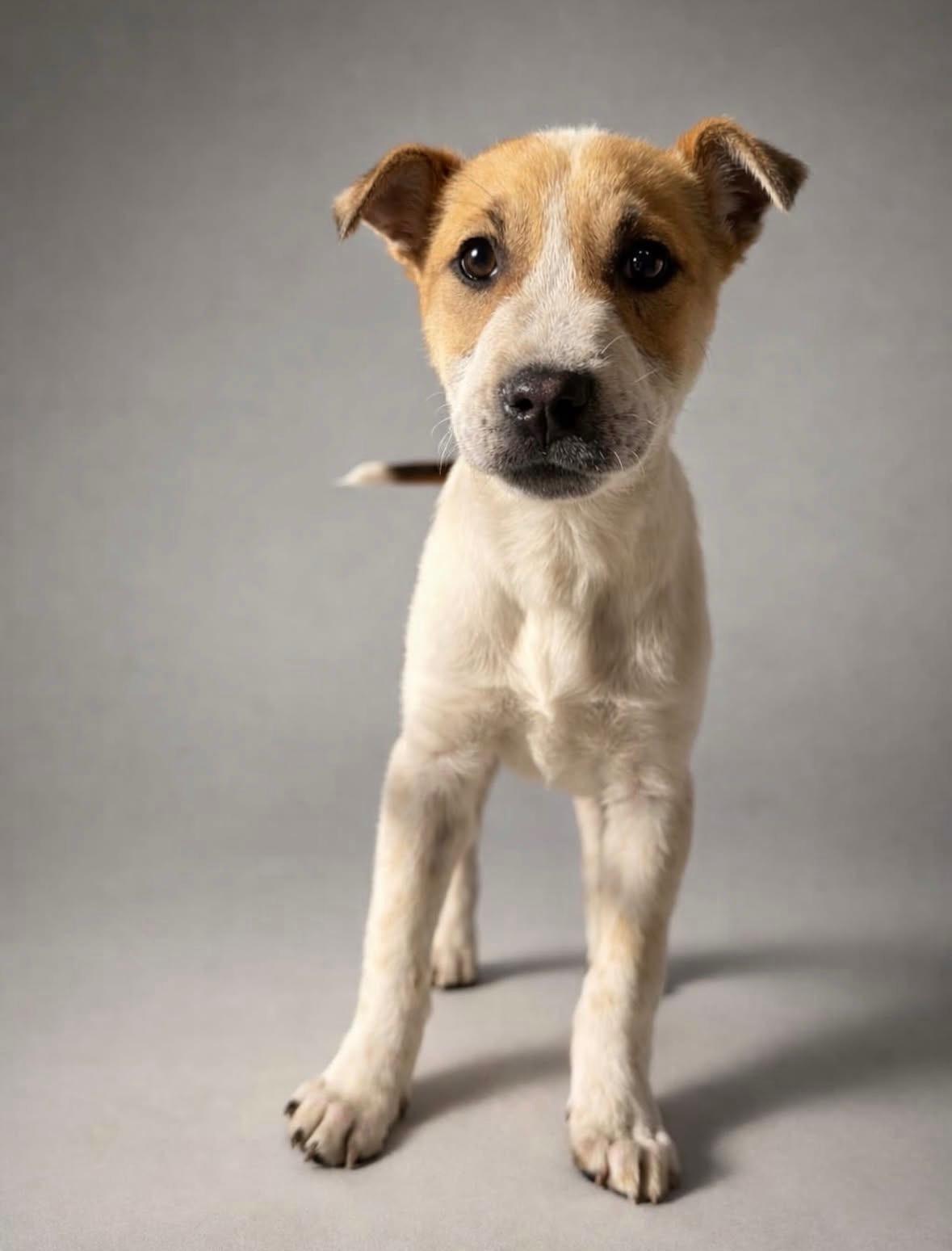 Jasmine, ADOPTABLE, Puppy Female Catahoula Leopard Dog.