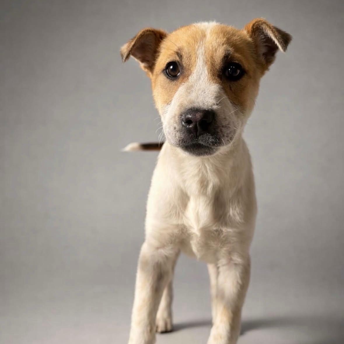 Jasmine, a ADOPTABLE Catahoula Leopard Dog in Miami, FL image 3/3