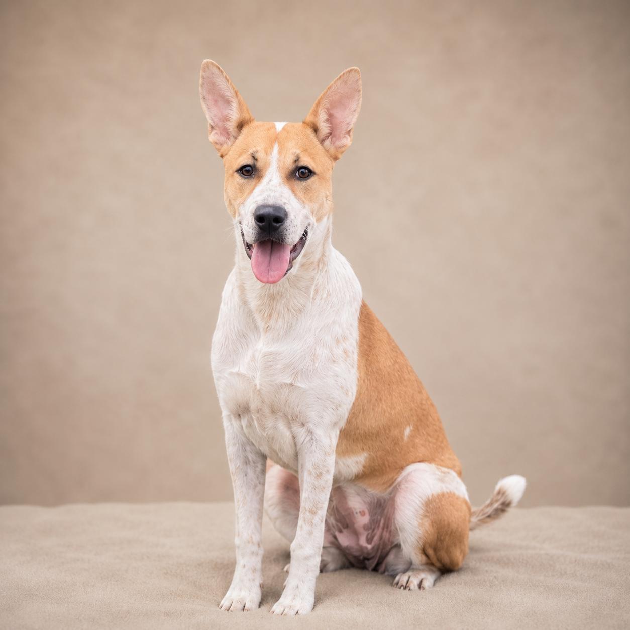 Jasmine, a ADOPTABLE Catahoula Leopard Dog in Miami, FL image 2/3