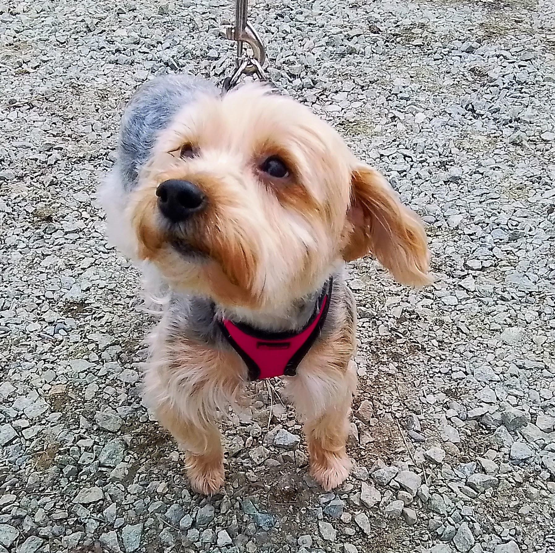 Enlarge Piper, a Adoptable mixed breed in Spanaway, WA image 1/6