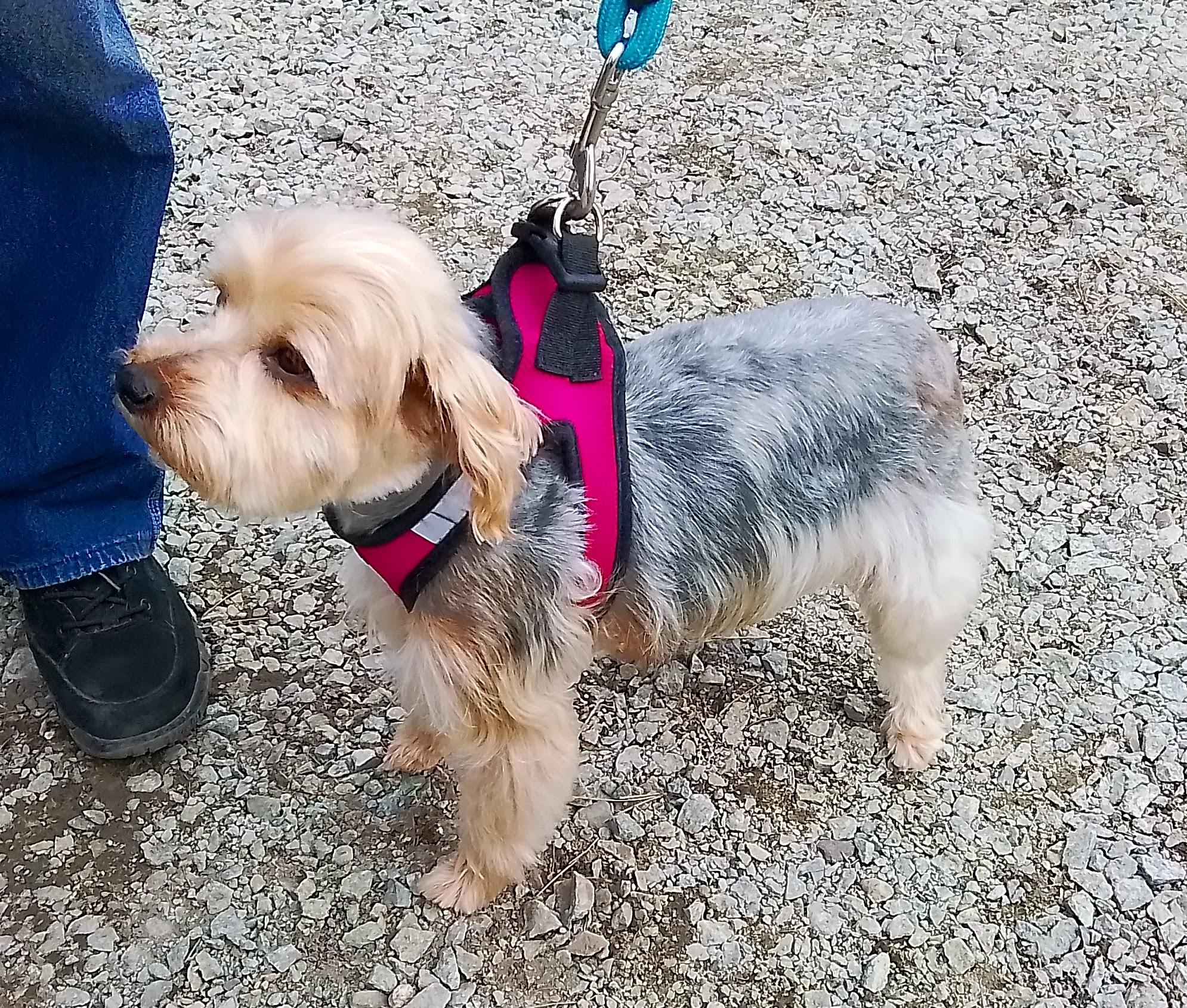 Enlarge Piper, a Adoptable mixed breed in Spanaway, WA image 5/6