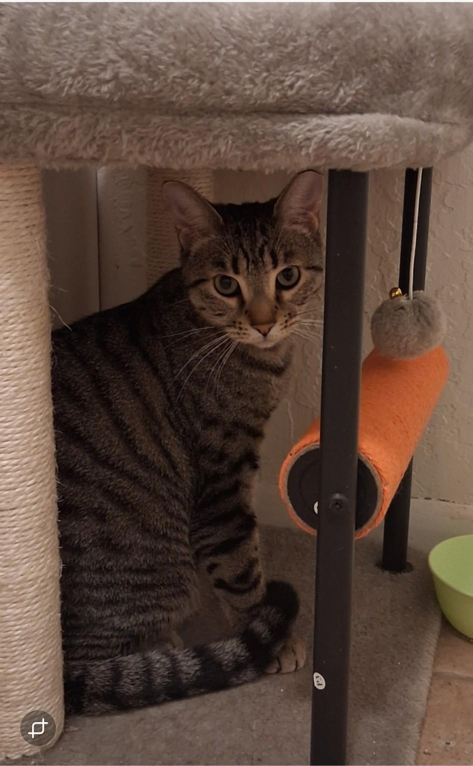 Enlarge Ignacio, a Adopted mixed breed in Phoenix, AZ image 6/6