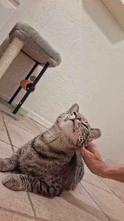 Enlarge Ignacio, a Adopted mixed breed in Phoenix, AZ video 3/6